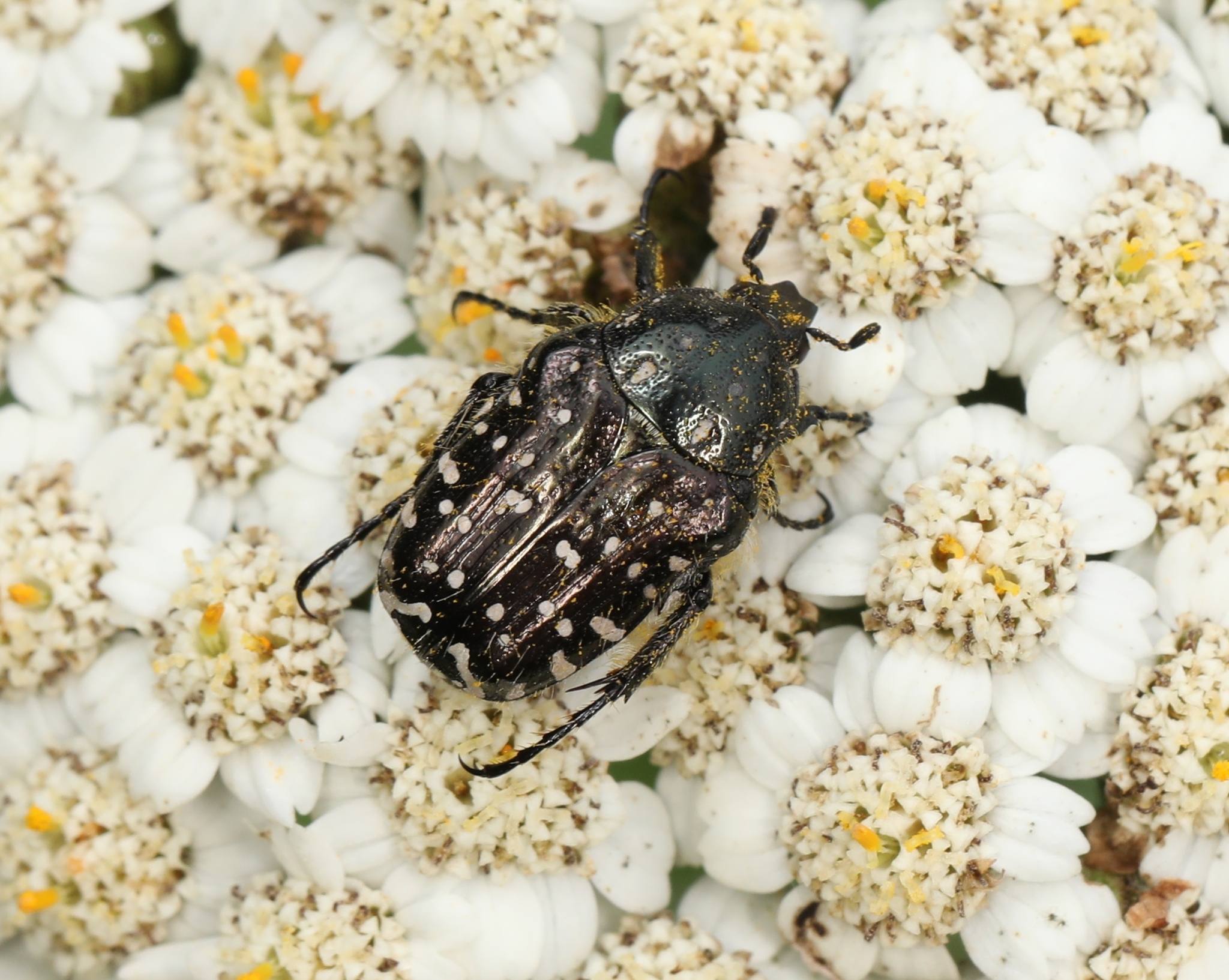 Oxythyrea