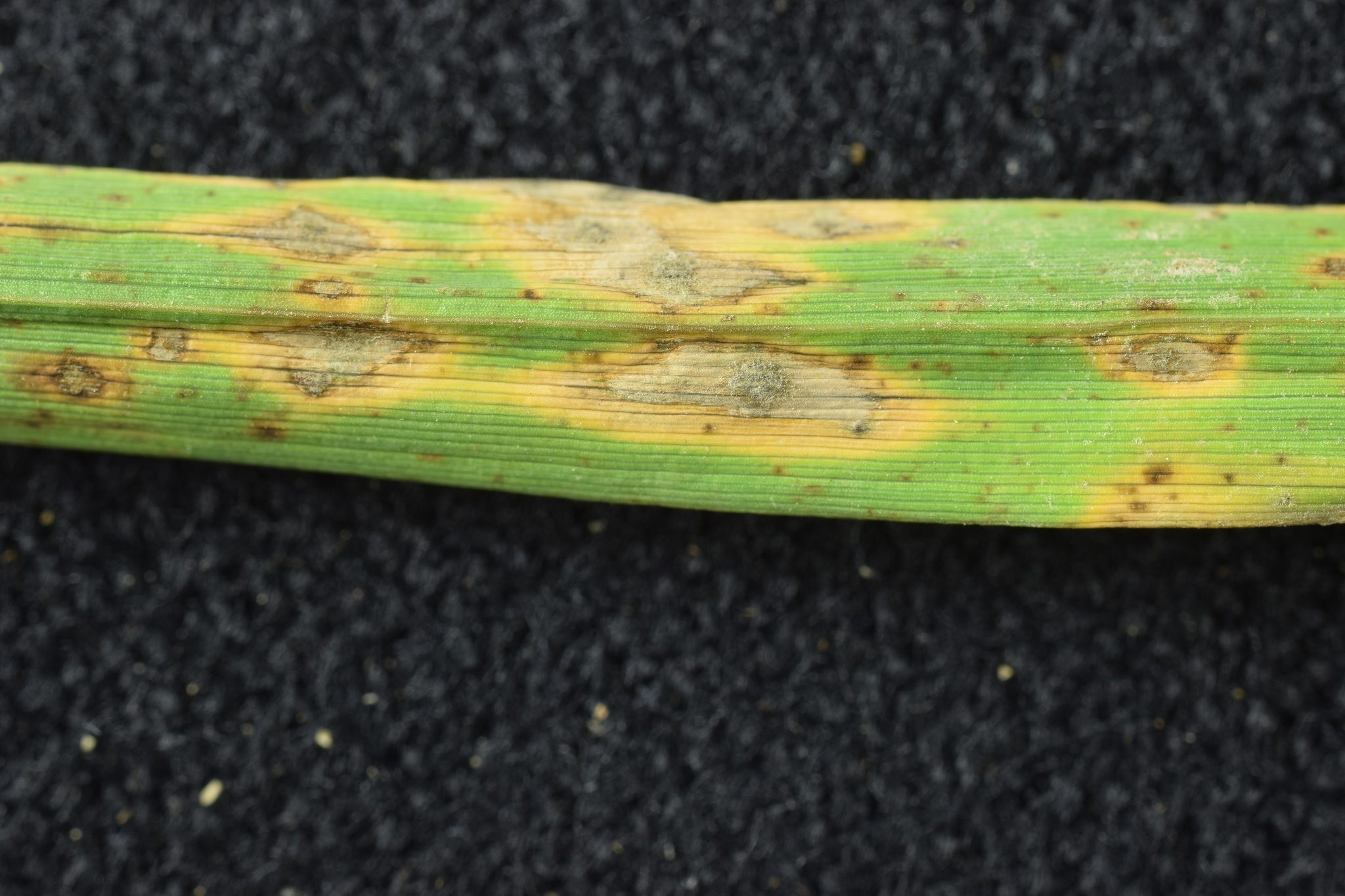 Pyricularia oryzae