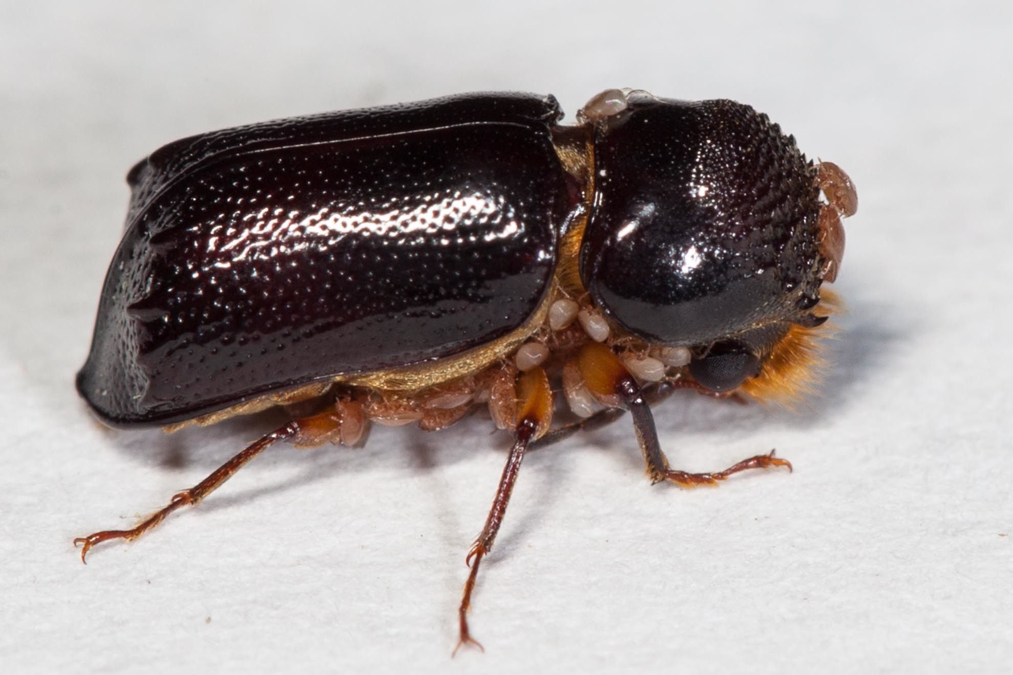 Xylothrips religiosus