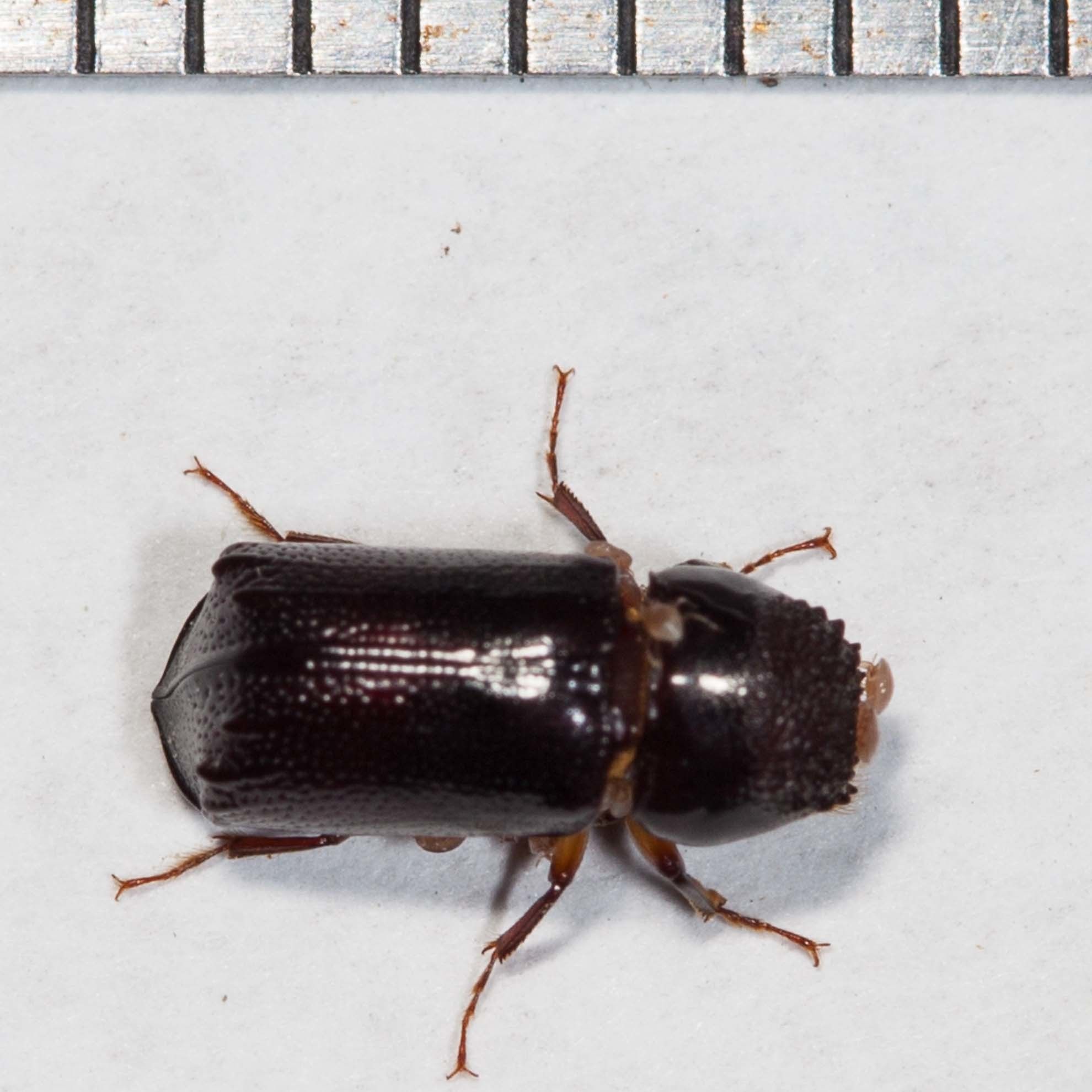 Xylothrips religiosus