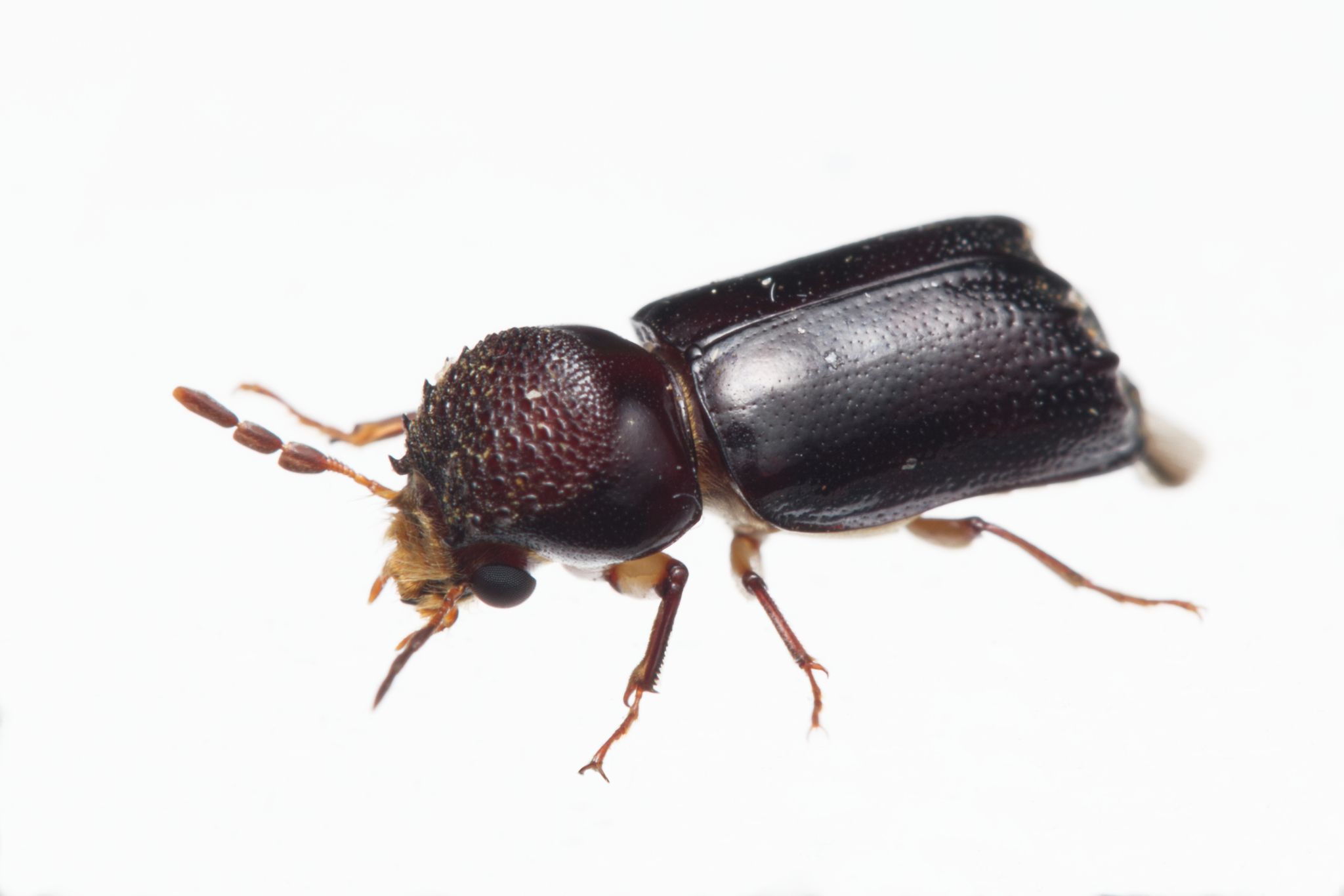 Xylothrips religiosus