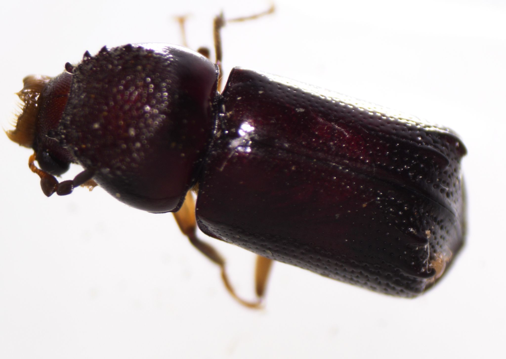 Xylothrips religiosus