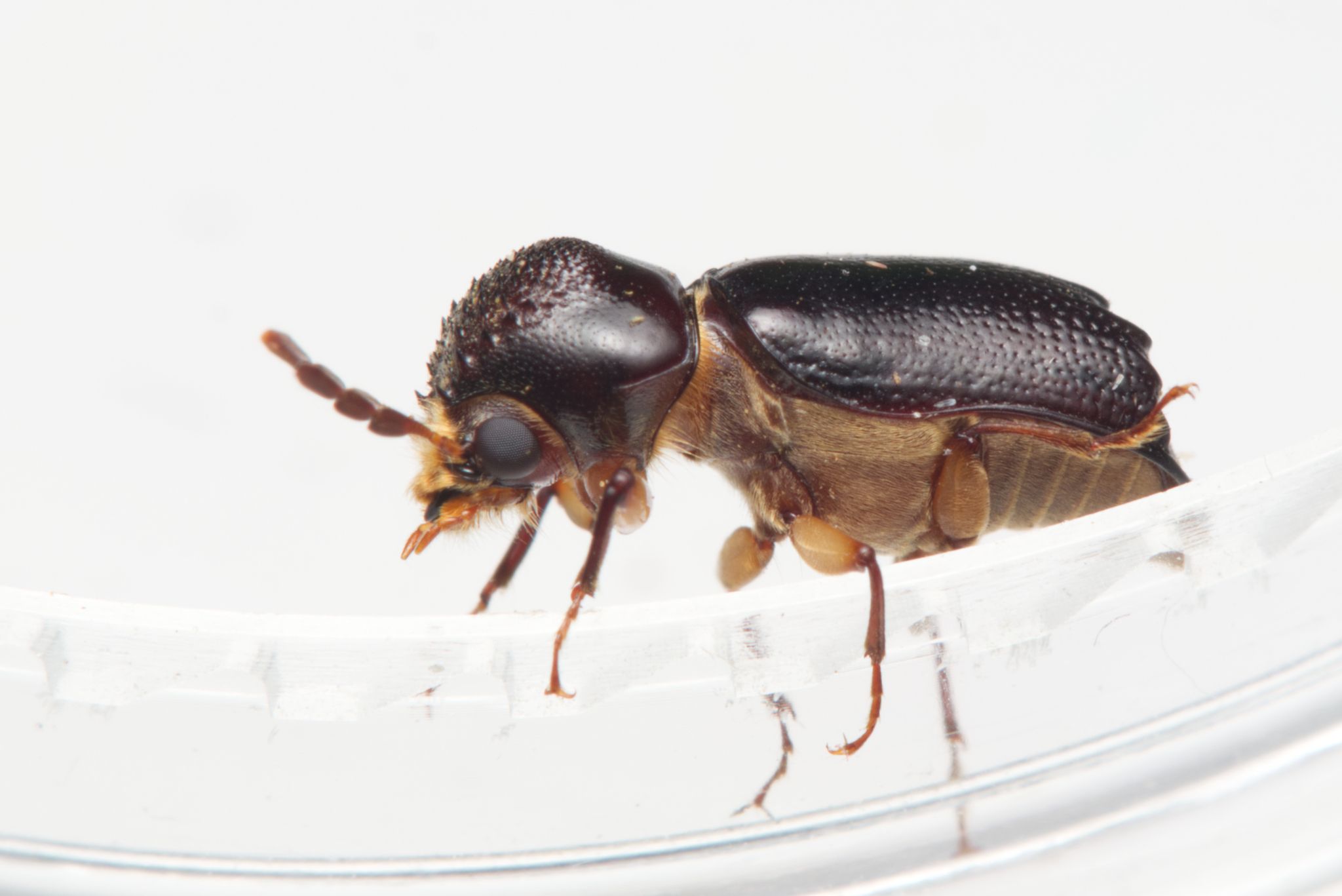 Xylothrips religiosus