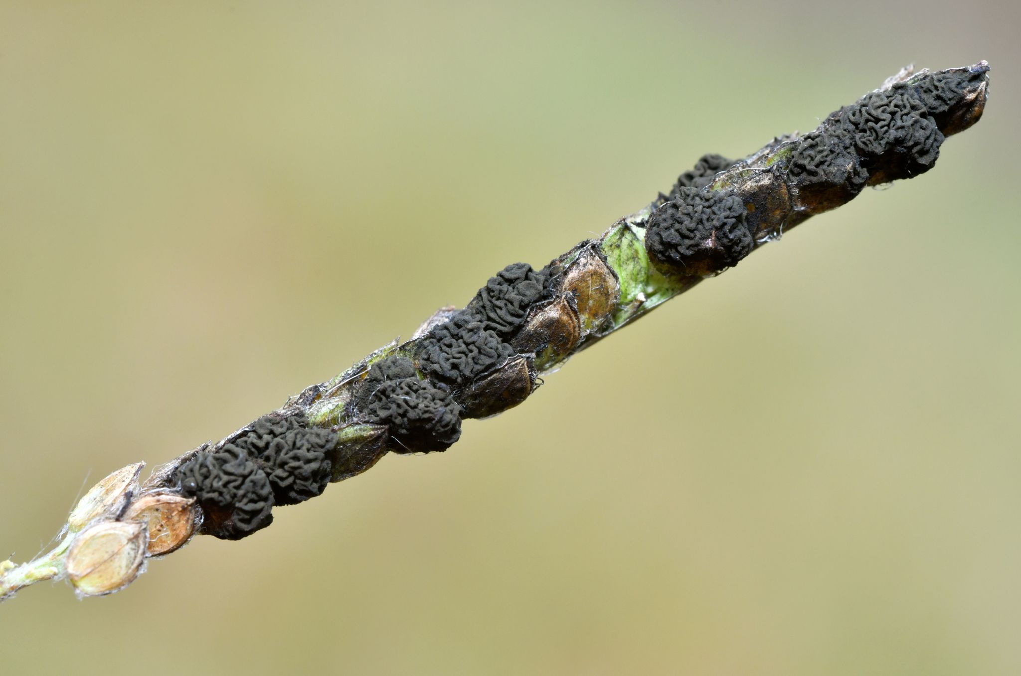 Epicoccum andropogonis
