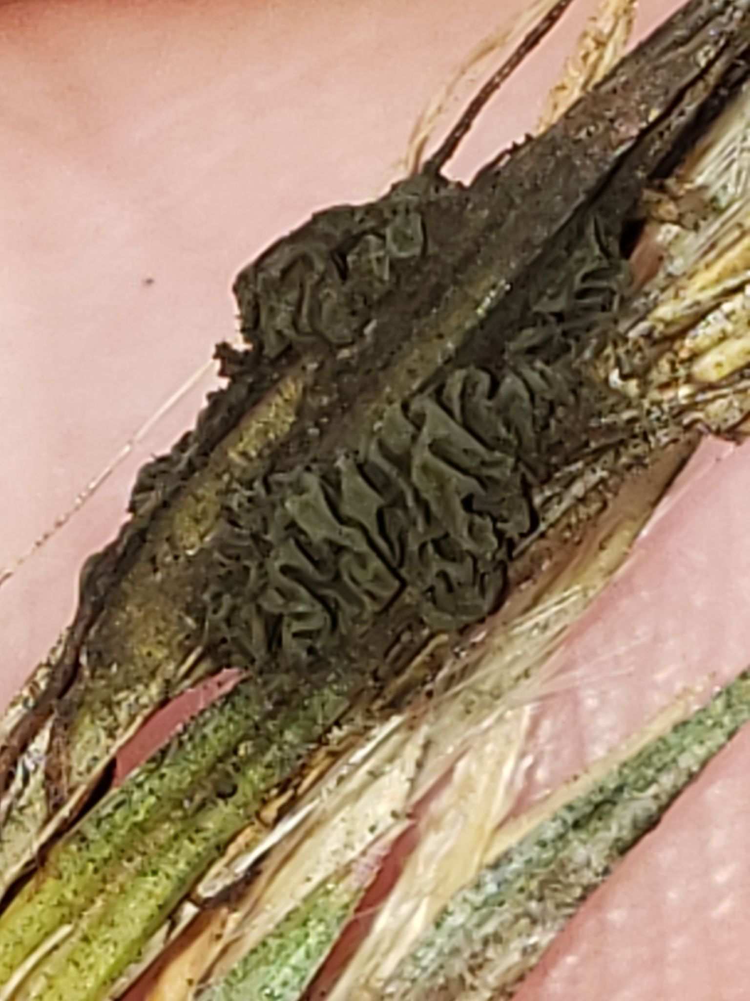 Epicoccum andropogonis