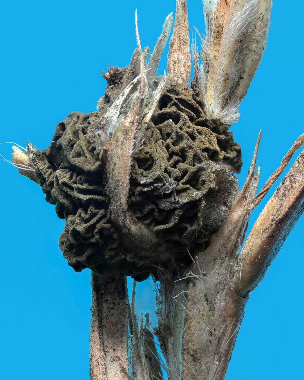 Epicoccum andropogonis