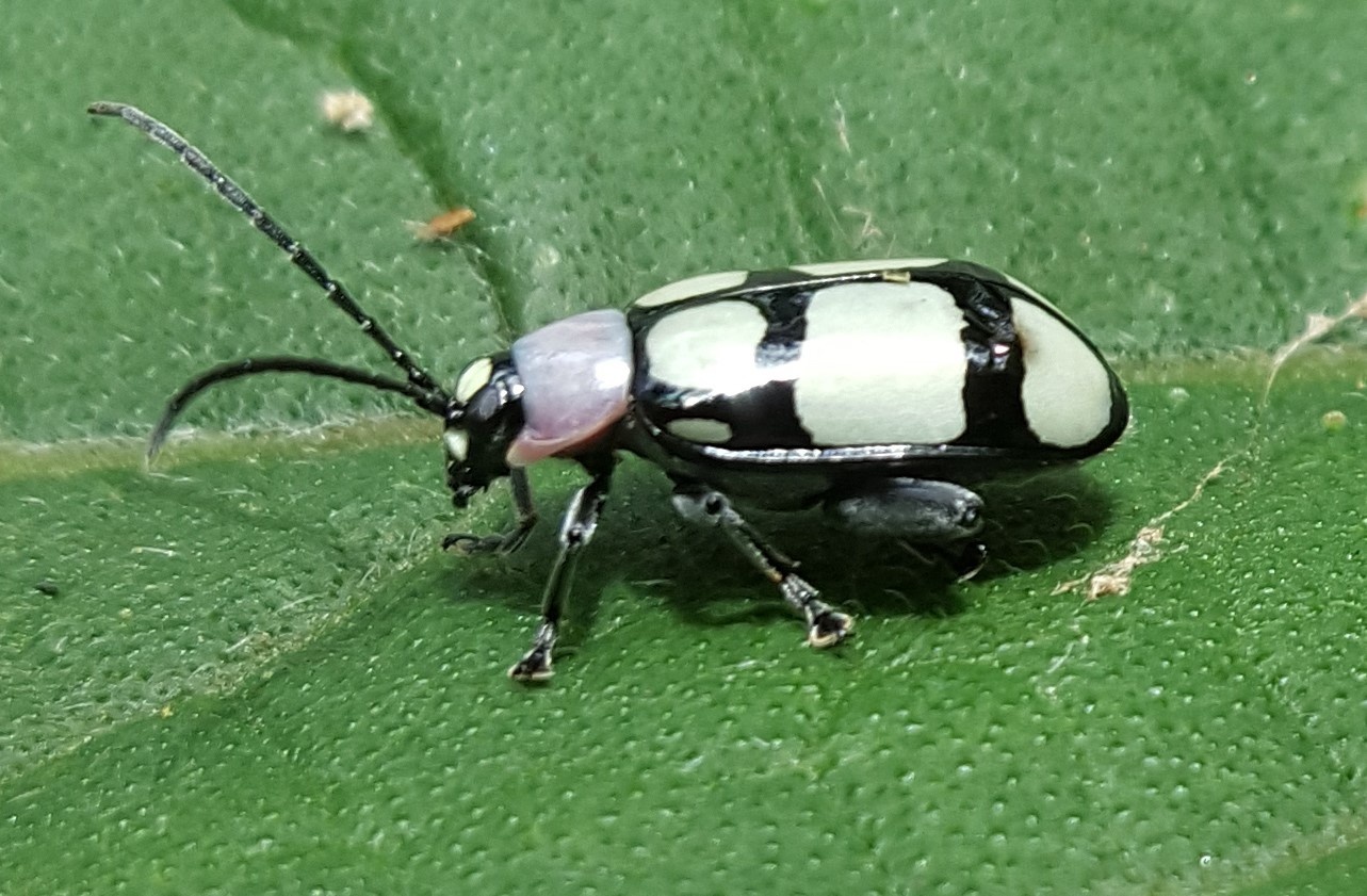Omophoita
