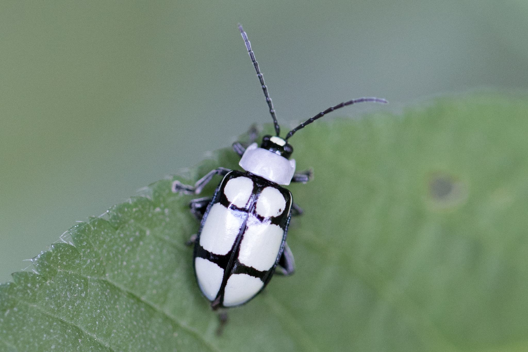 Omophoita