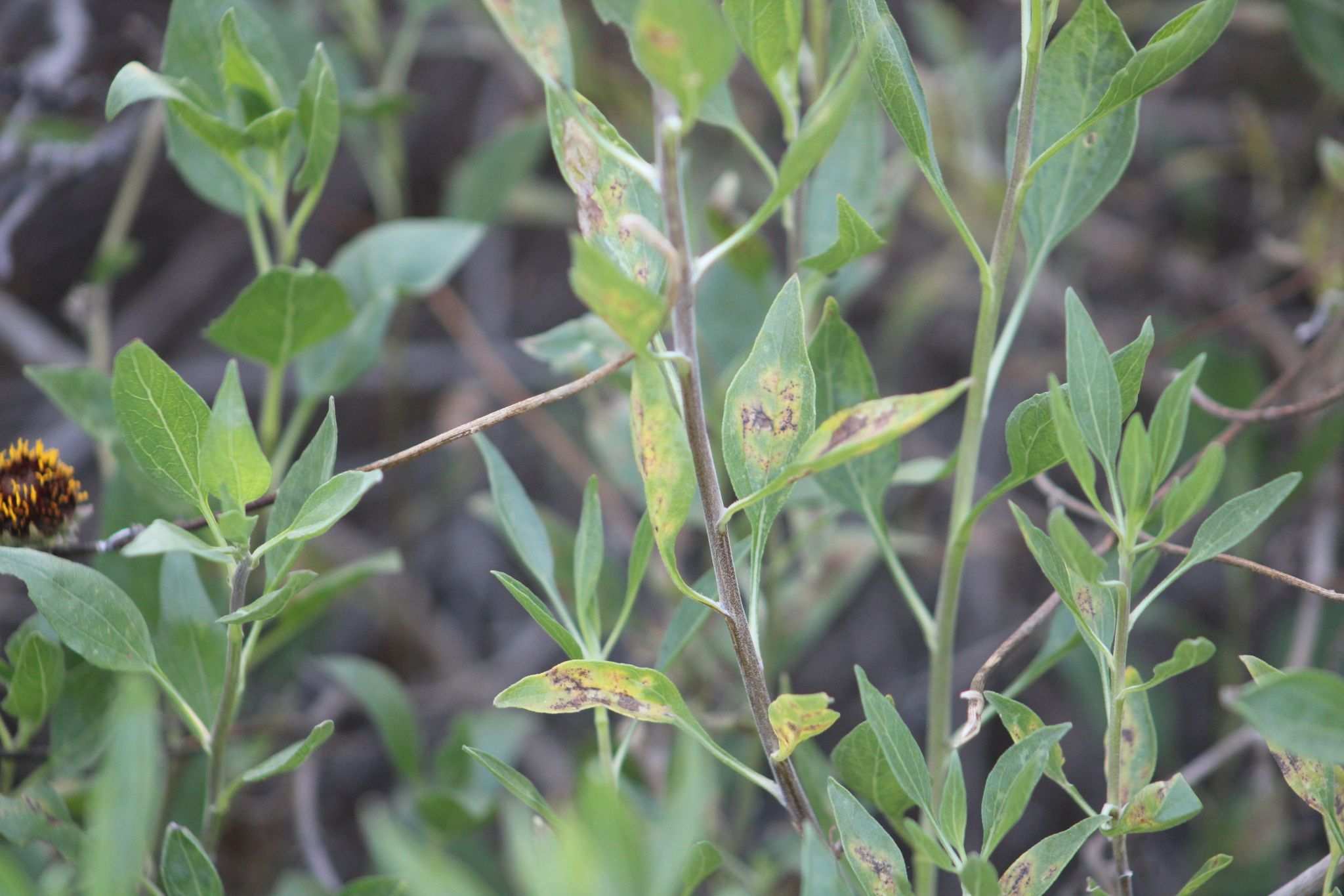 Puccinia enceliae