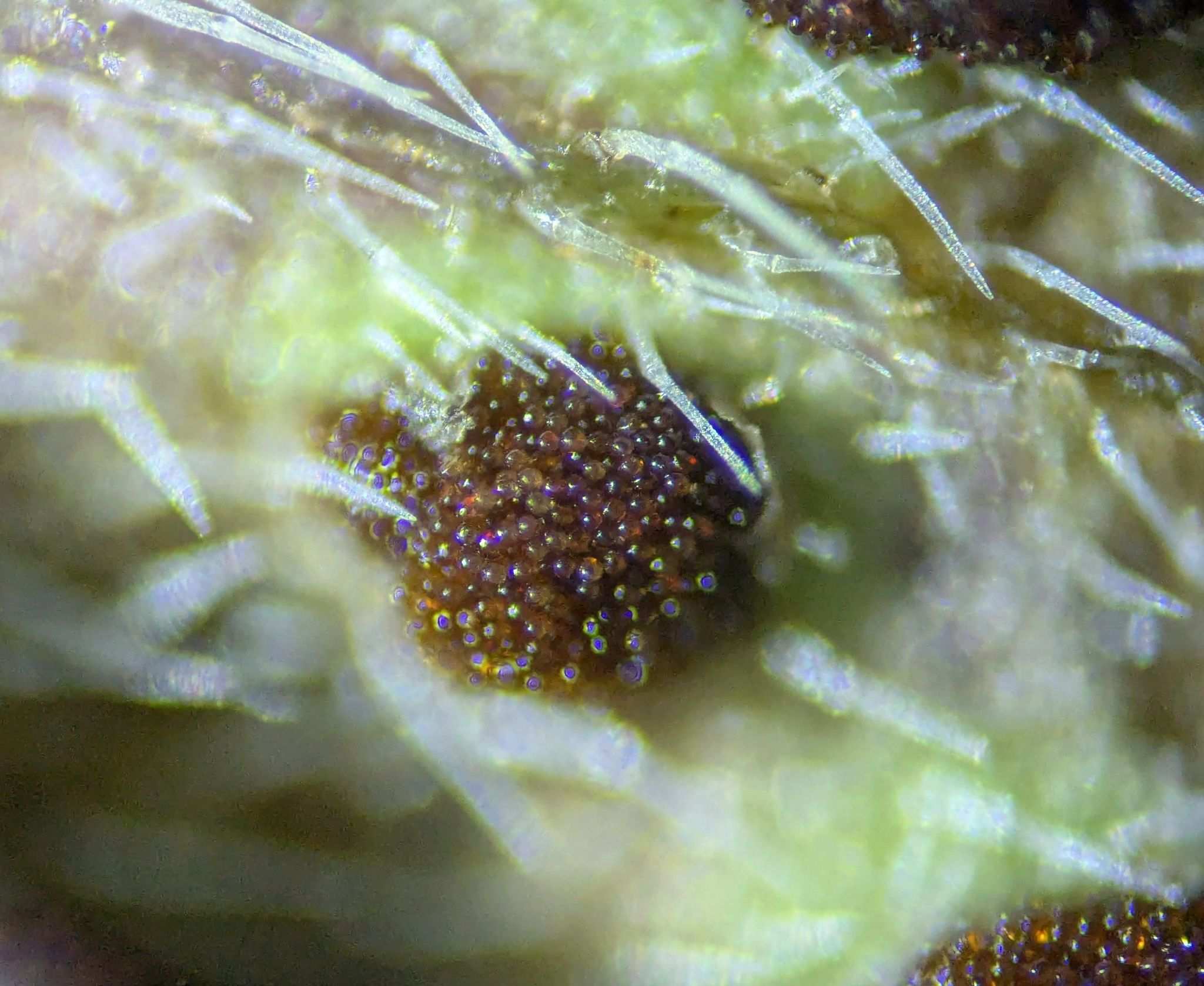 Puccinia enceliae