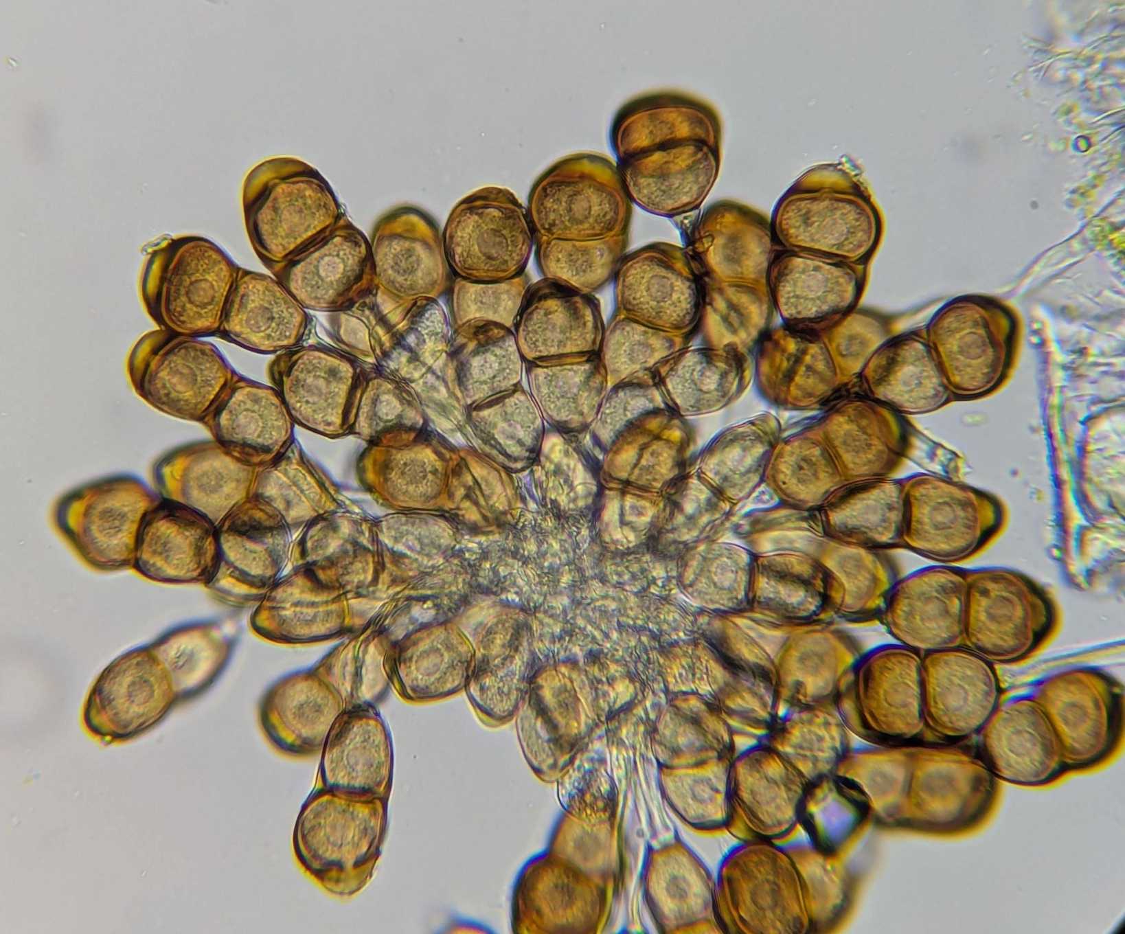 Puccinia enceliae