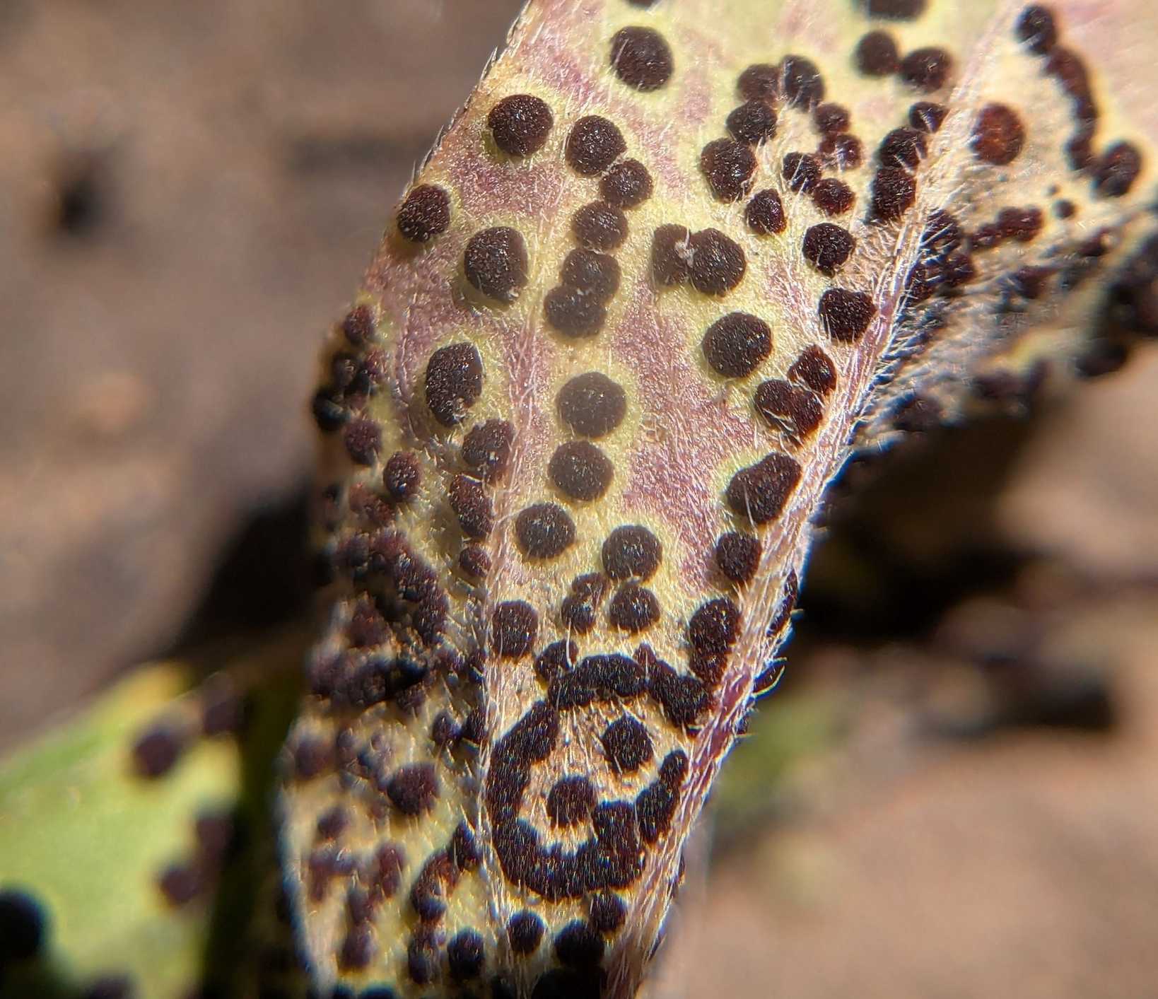 Puccinia enceliae
