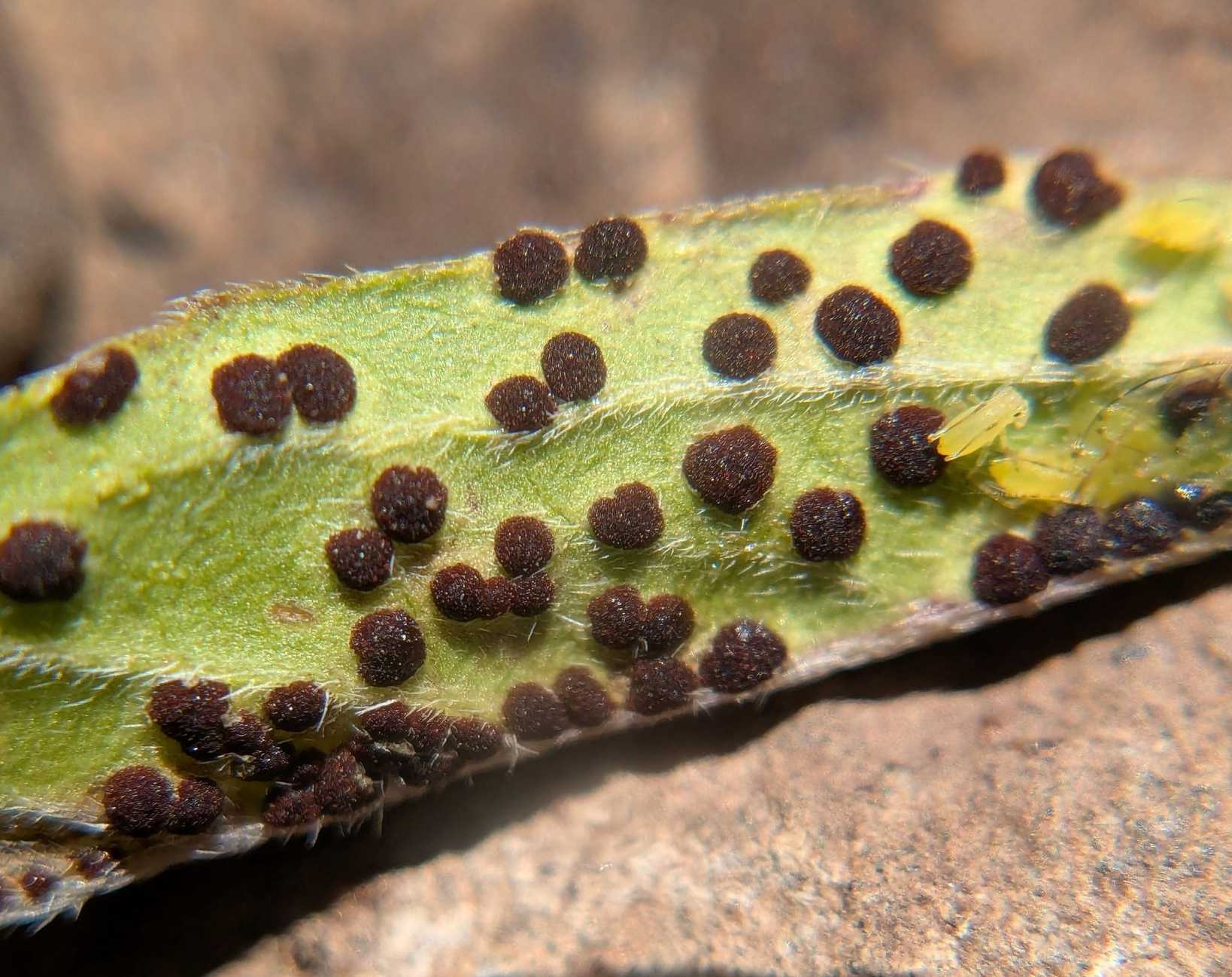 Puccinia enceliae