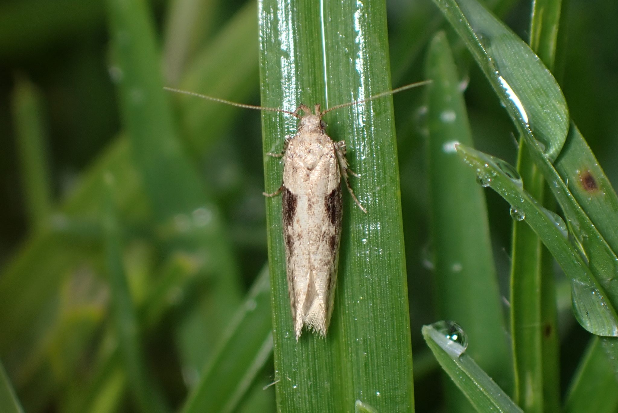 Symmetrischema tangolias
