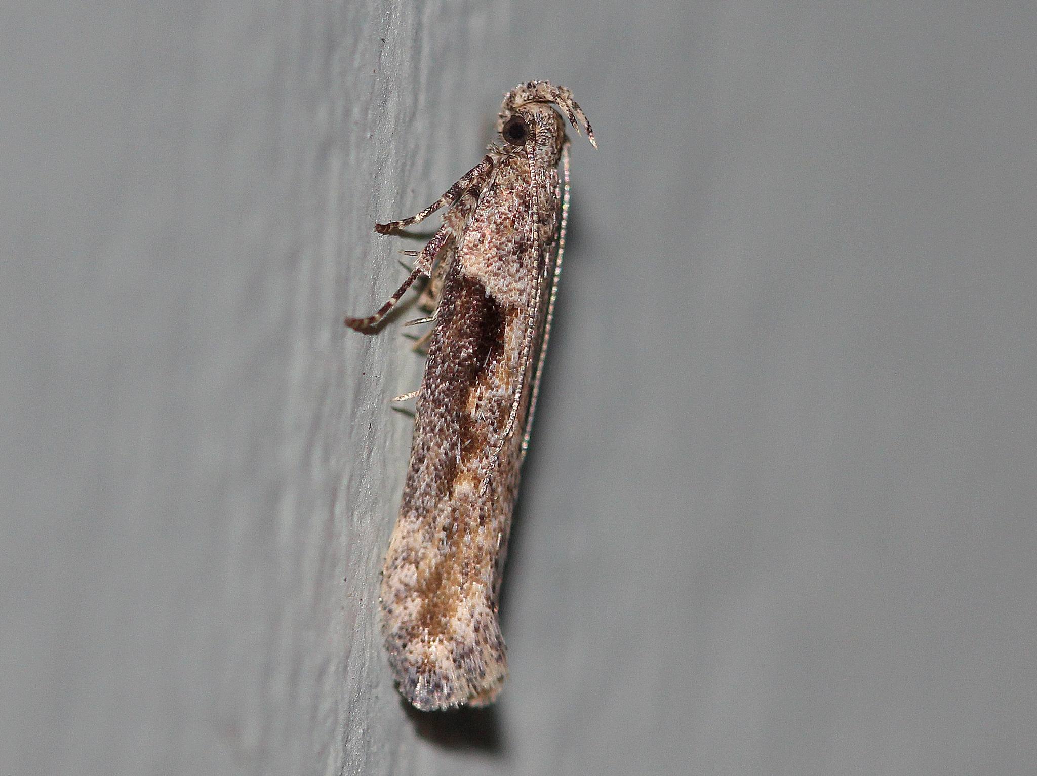 Symmetrischema tangolias