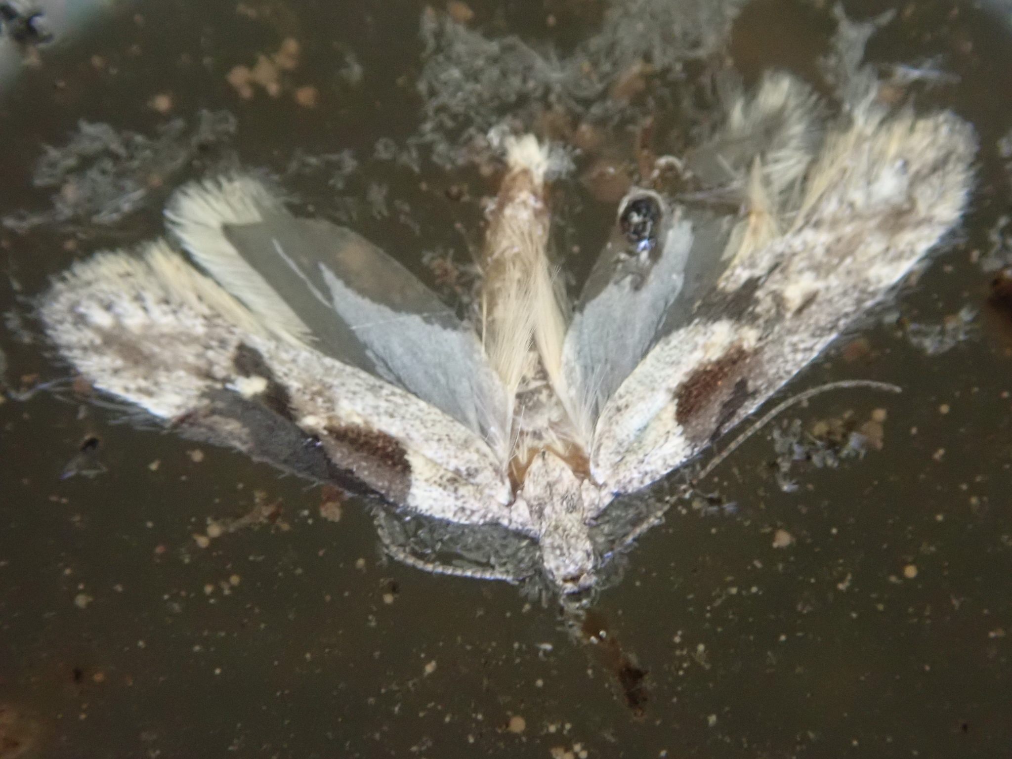 Symmetrischema tangolias