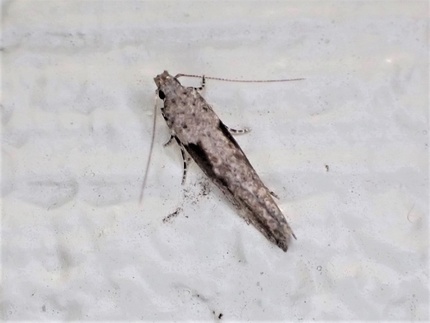 Symmetrischema tangolias