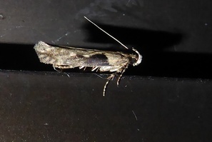 Symmetrischema tangolias