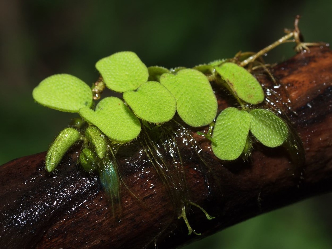 Salvinia natans