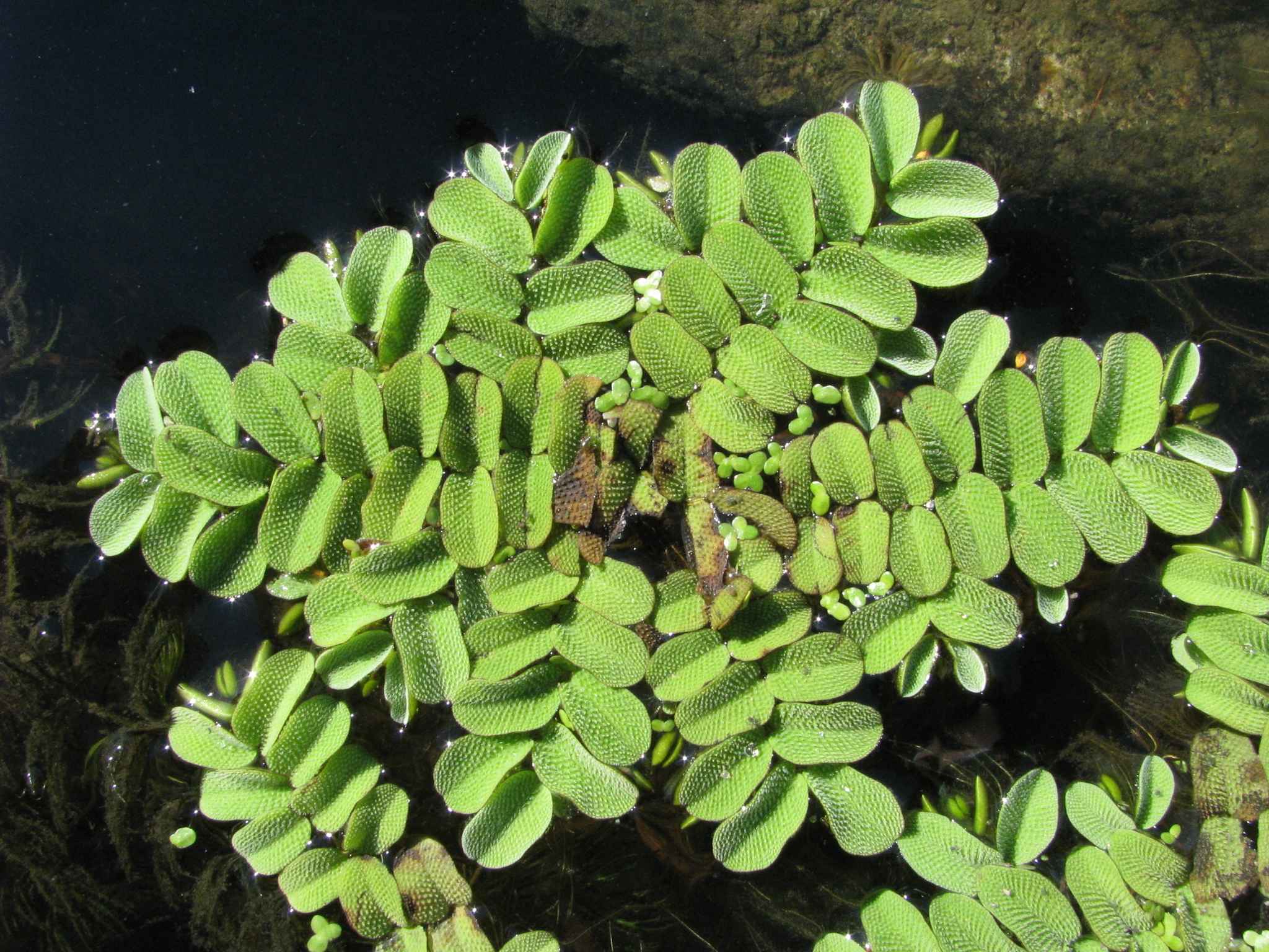 Salvinia natans