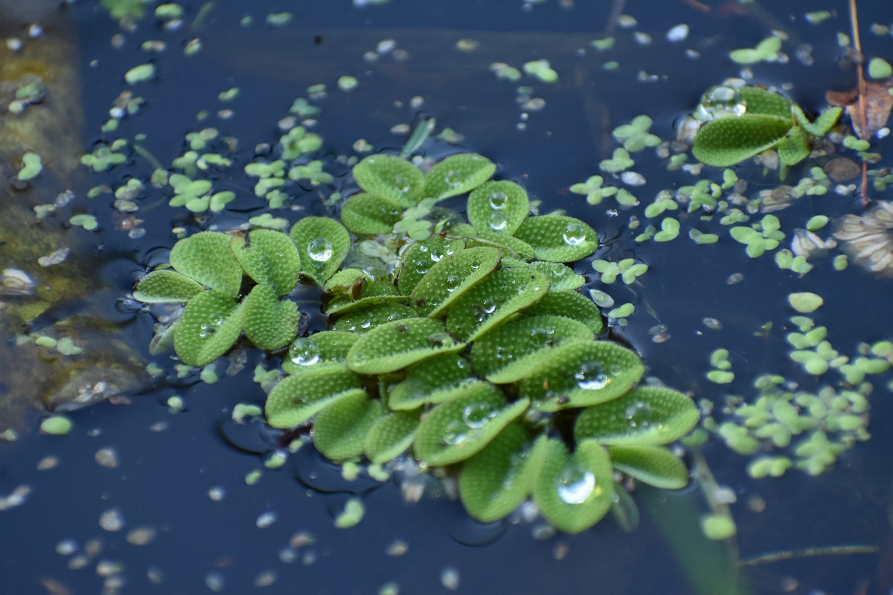 Salvinia natans