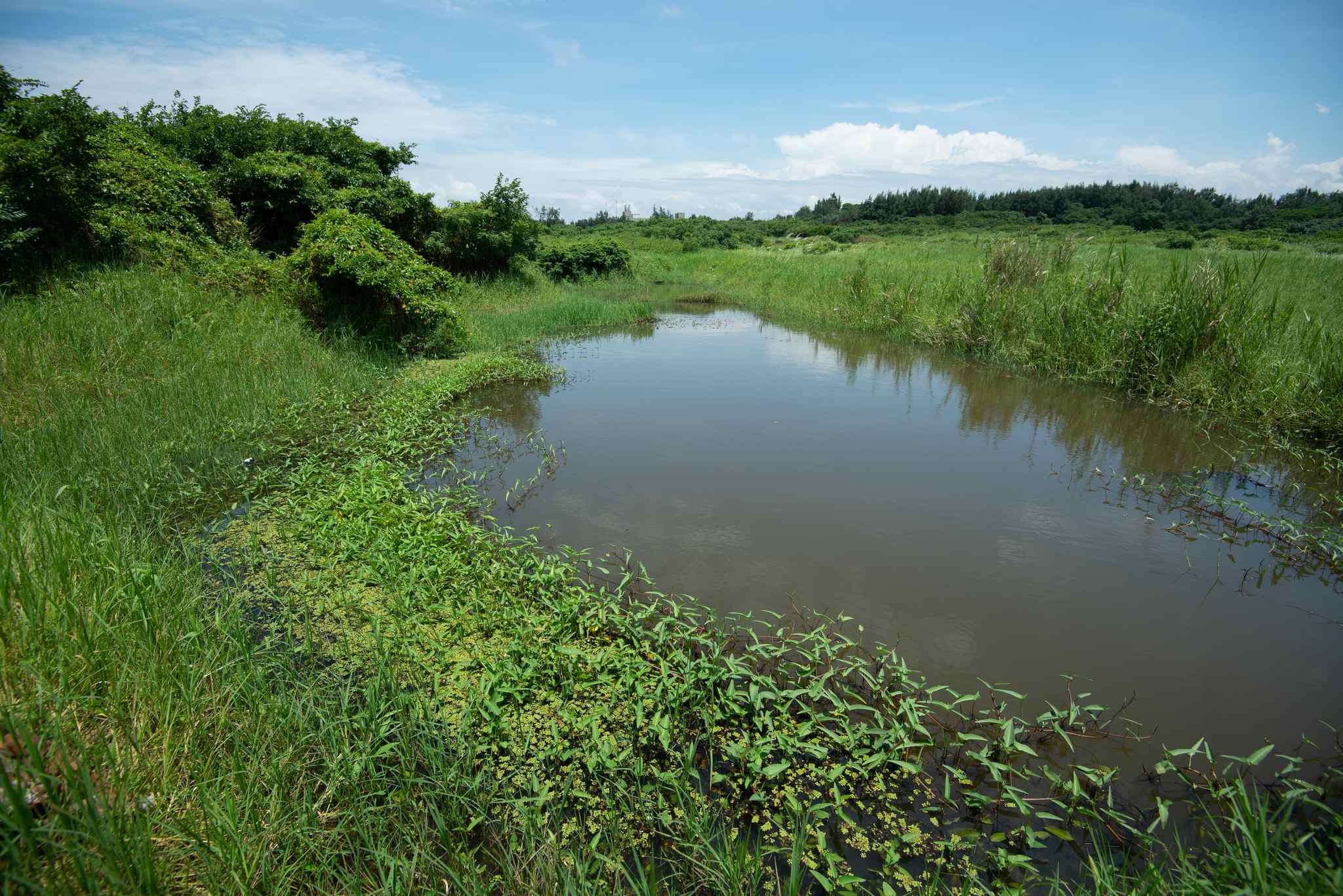 Salvinia natans