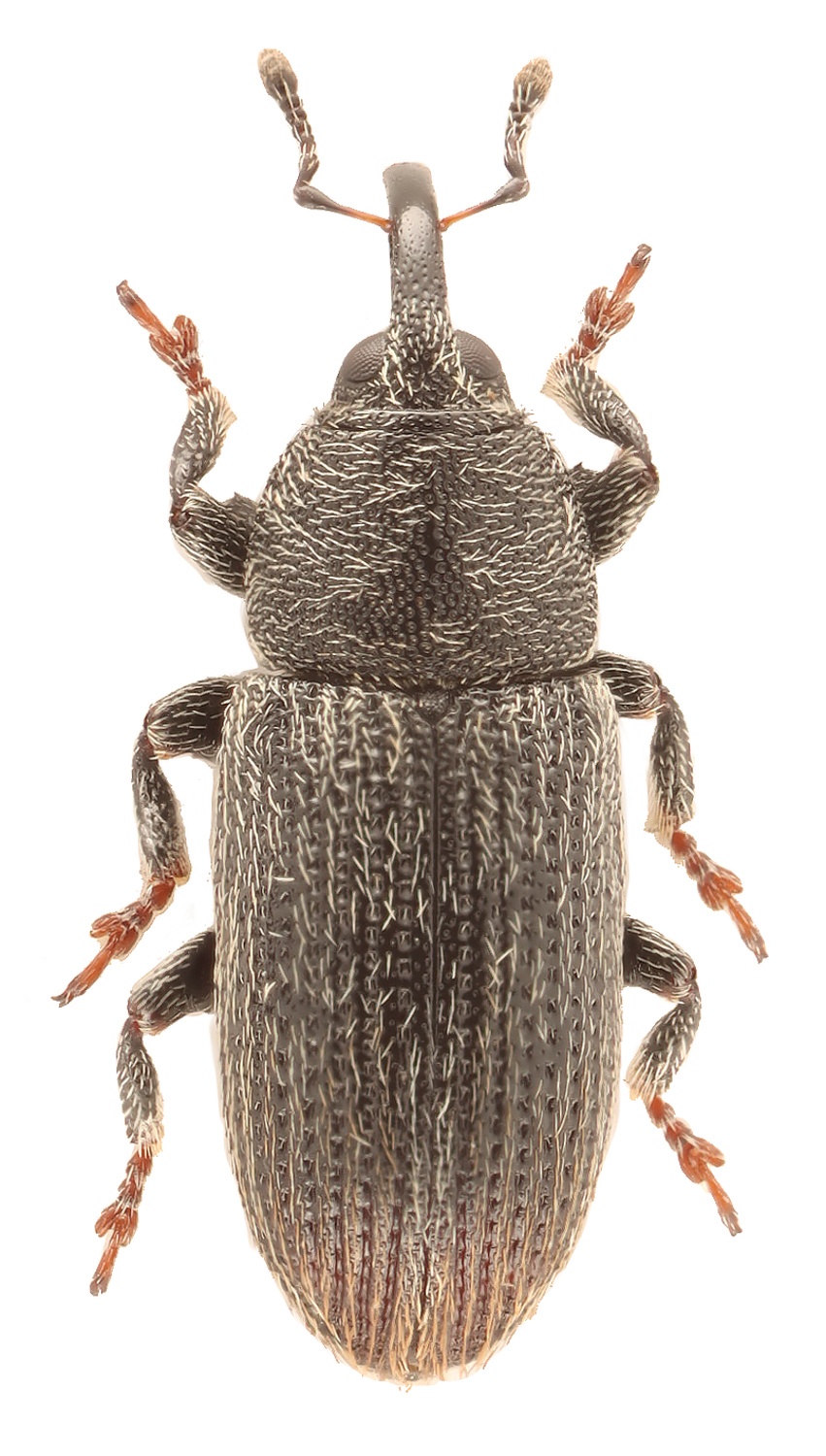 Mecinus pyraster