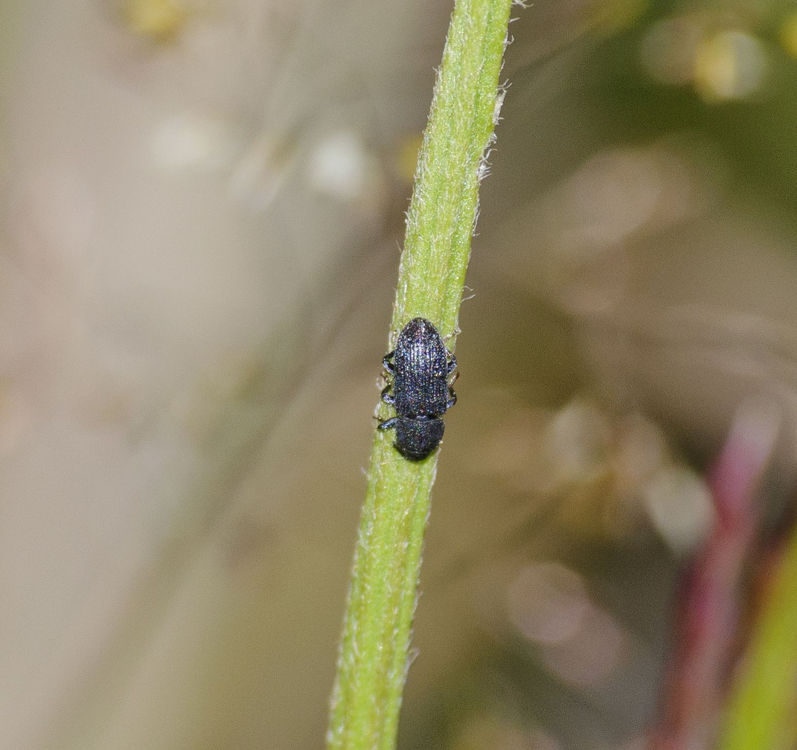 Mecinus pyraster