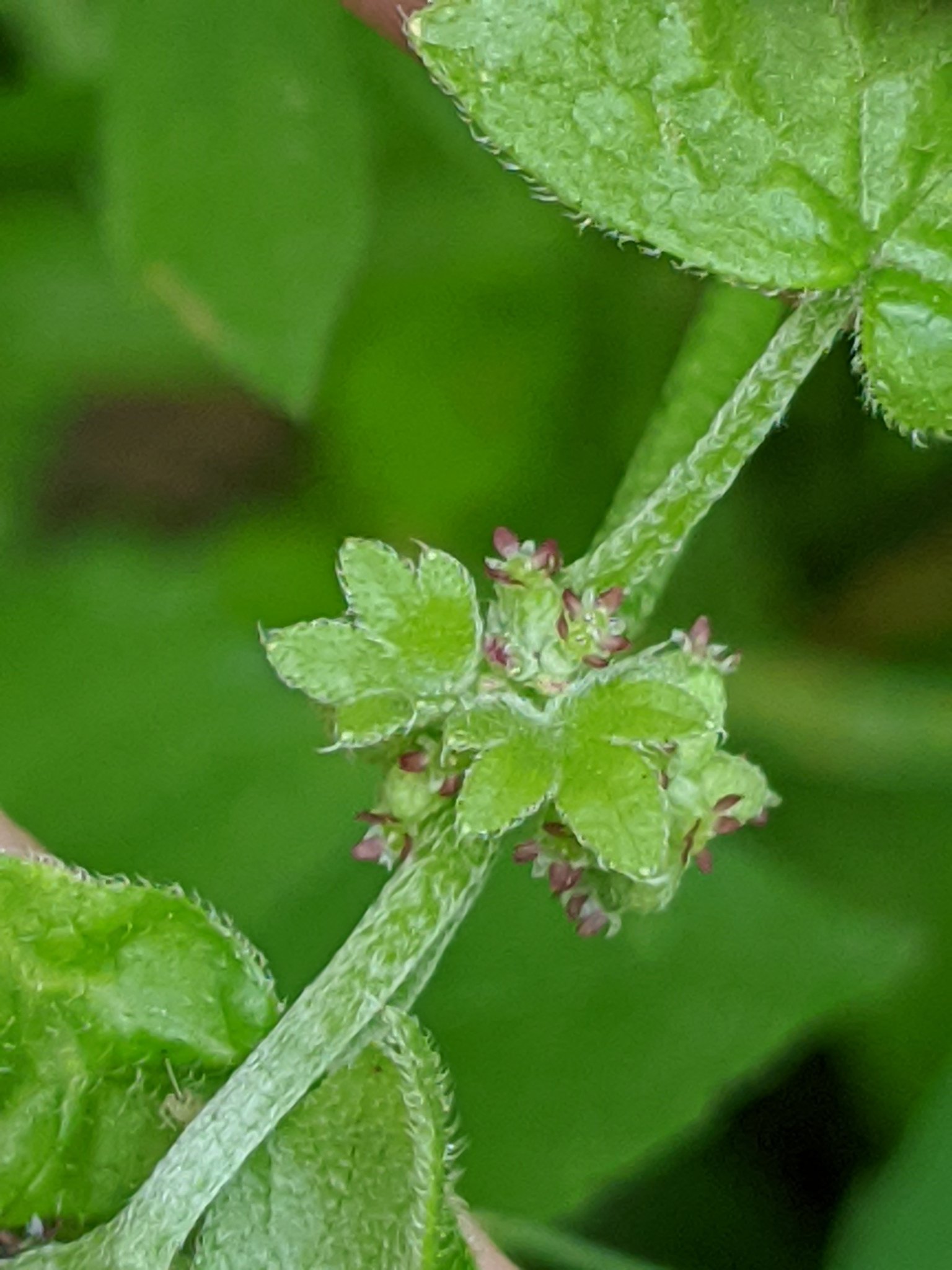 Bowlesia incana