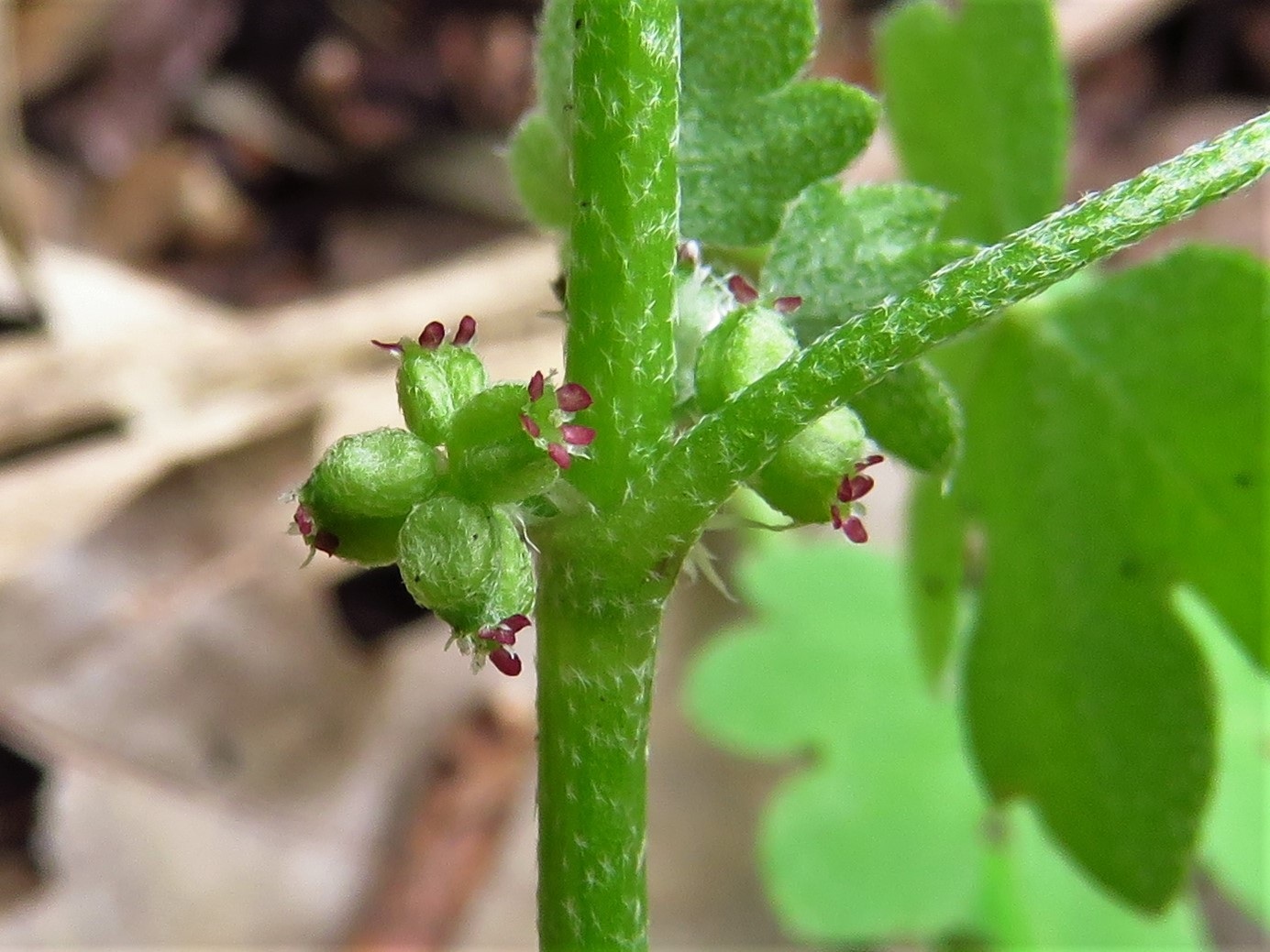 Bowlesia incana