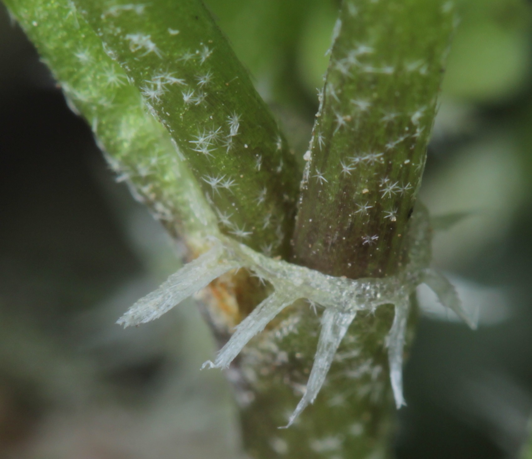 Bowlesia incana