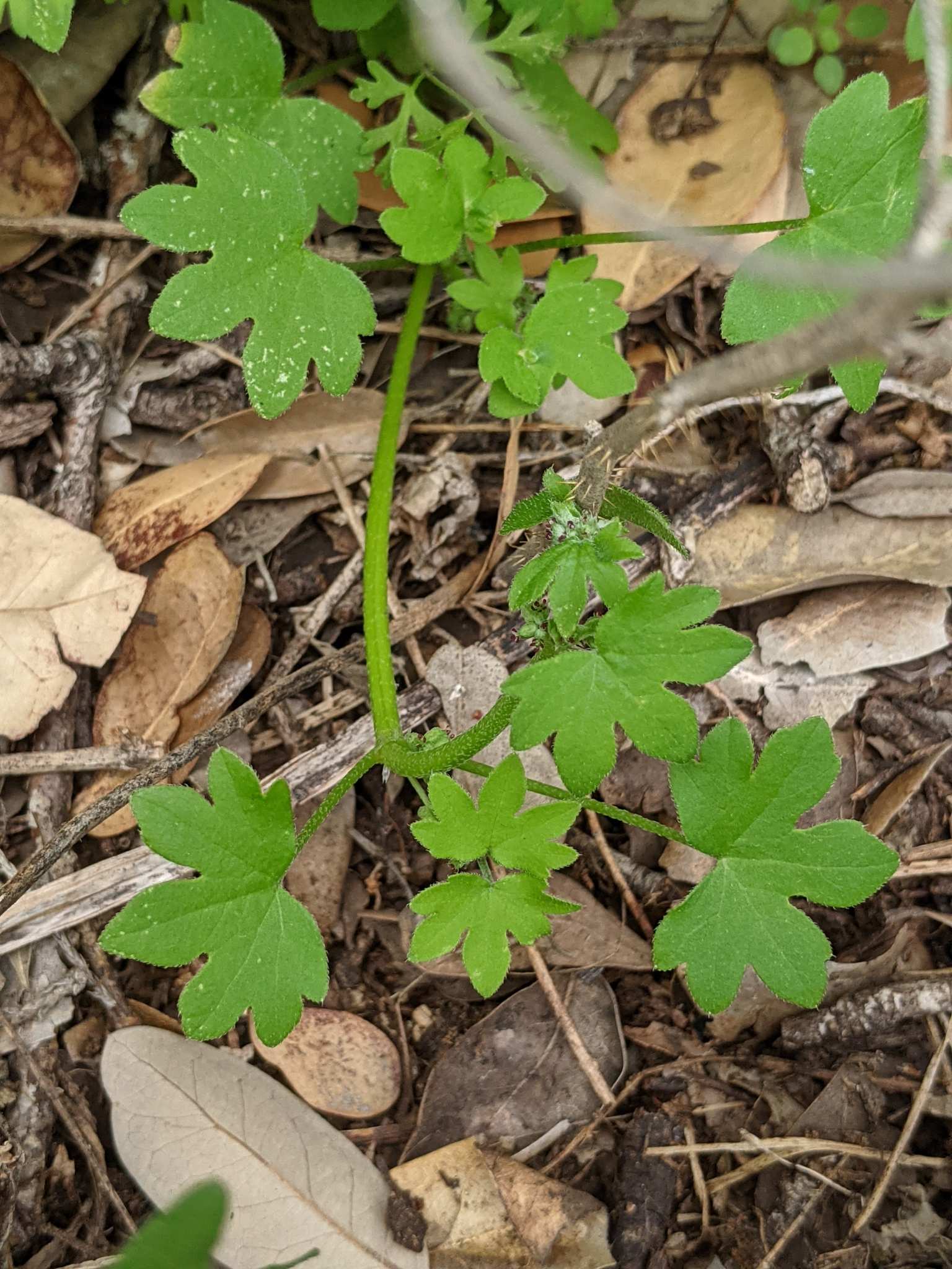Bowlesia incana