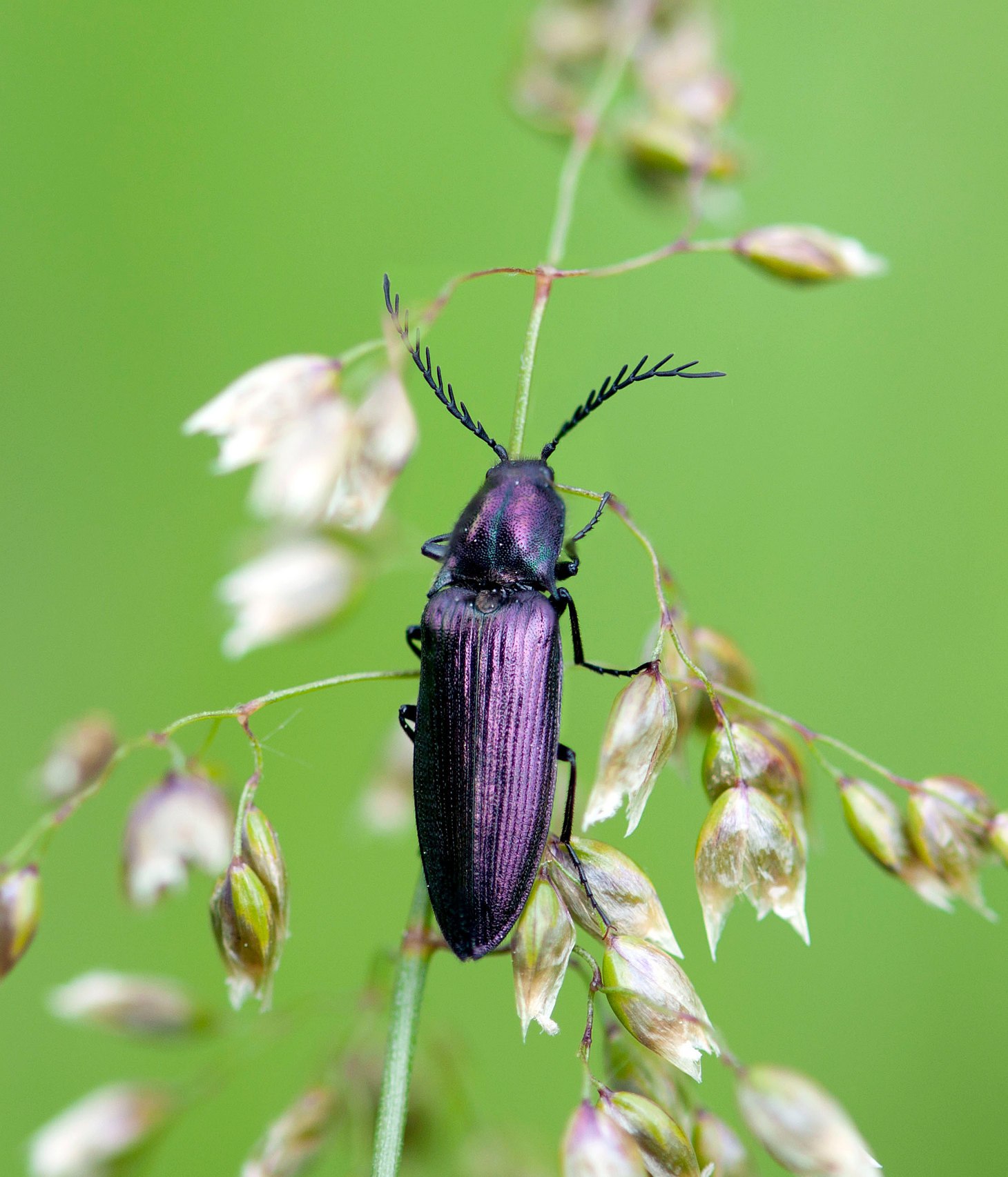 Ctenicera