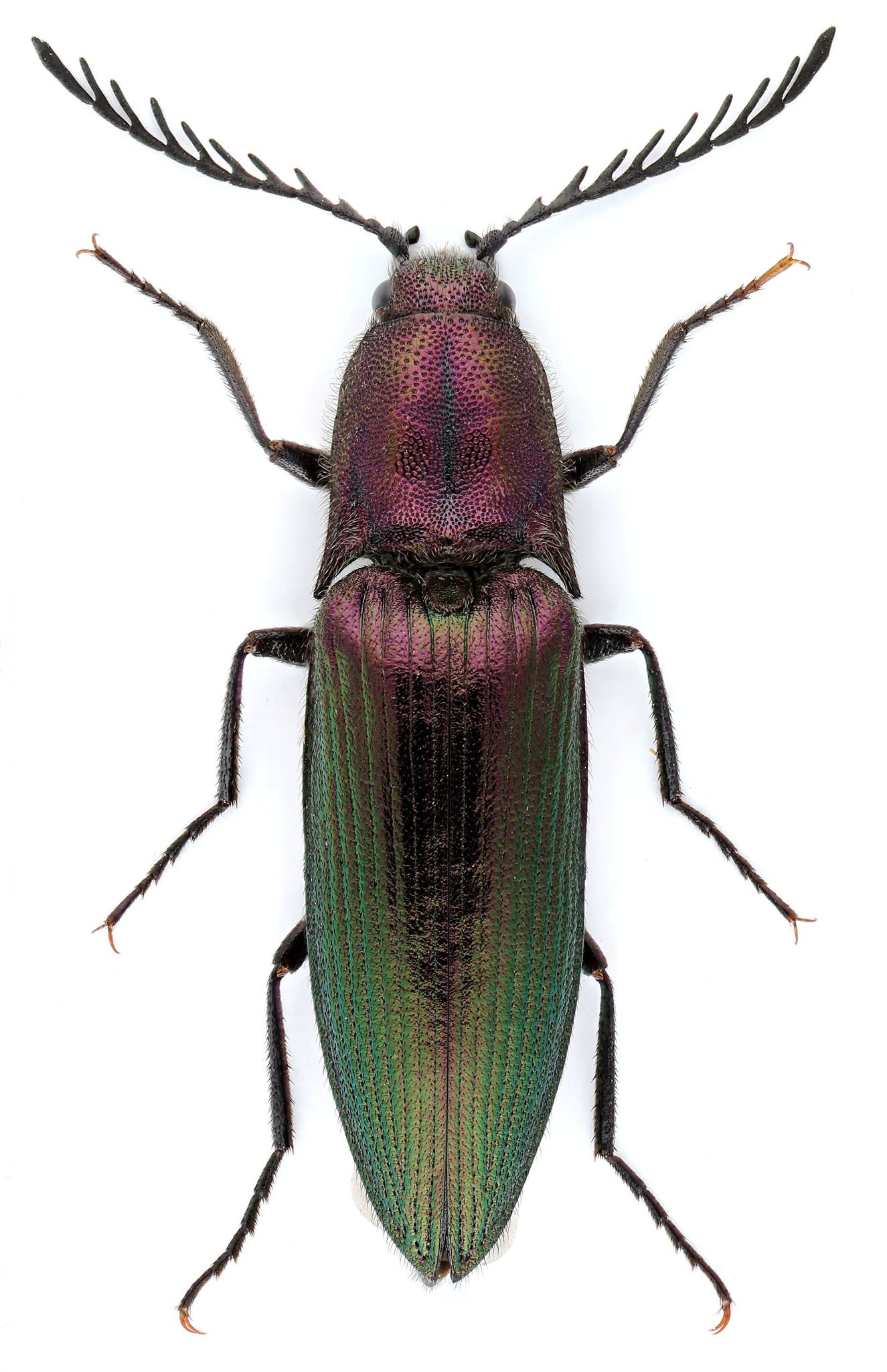 Ctenicera