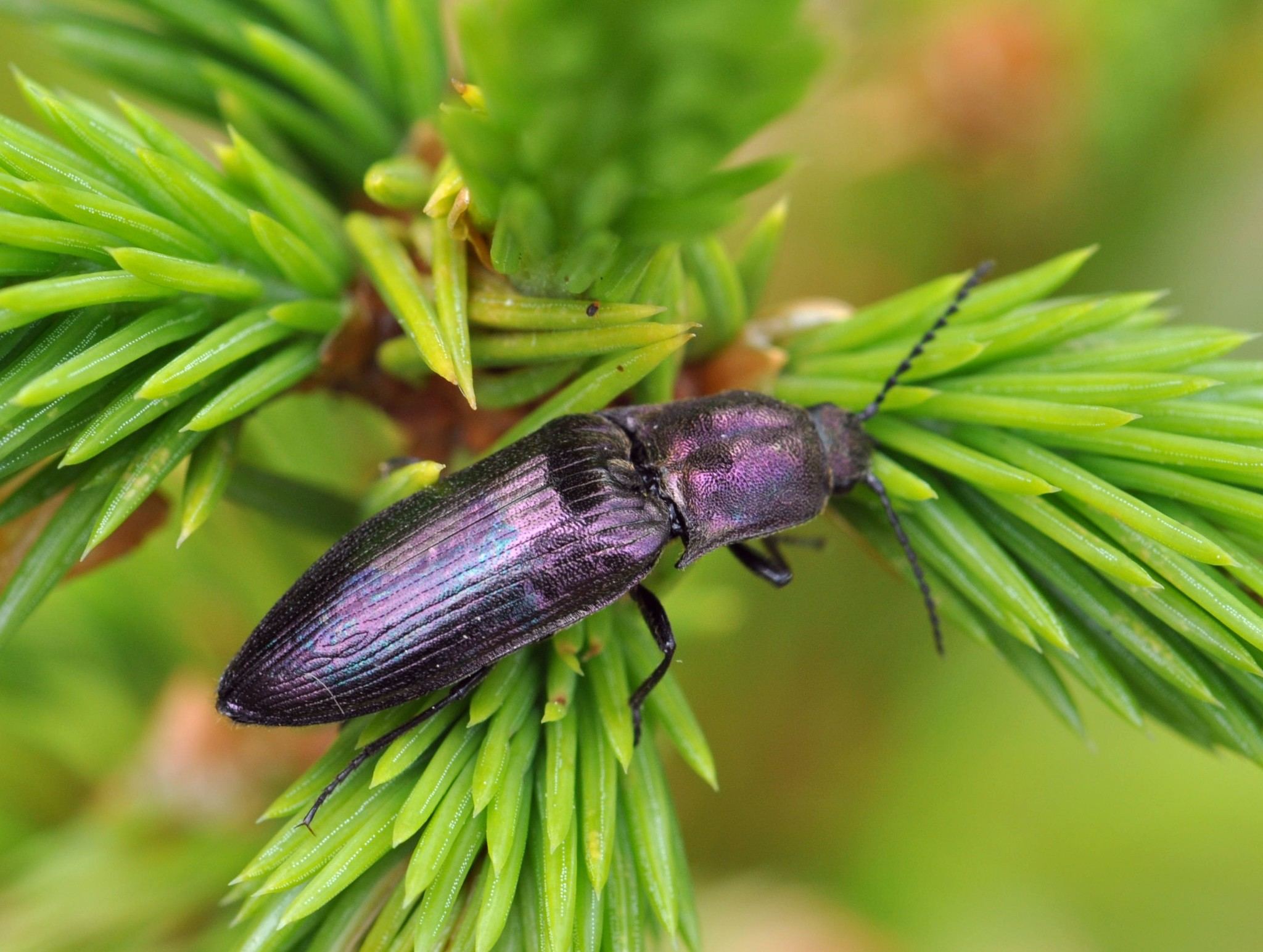 Ctenicera