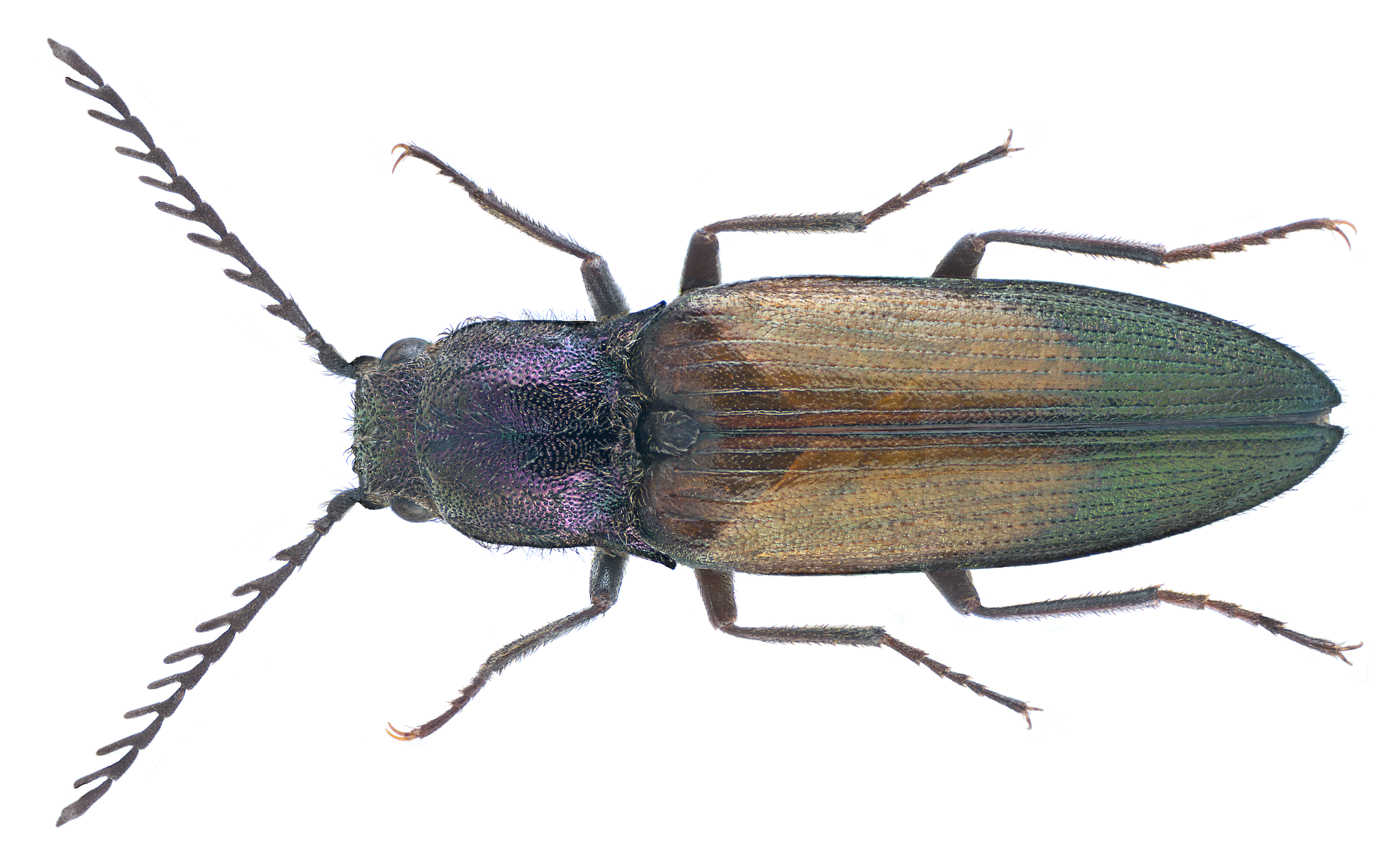 Ctenicera