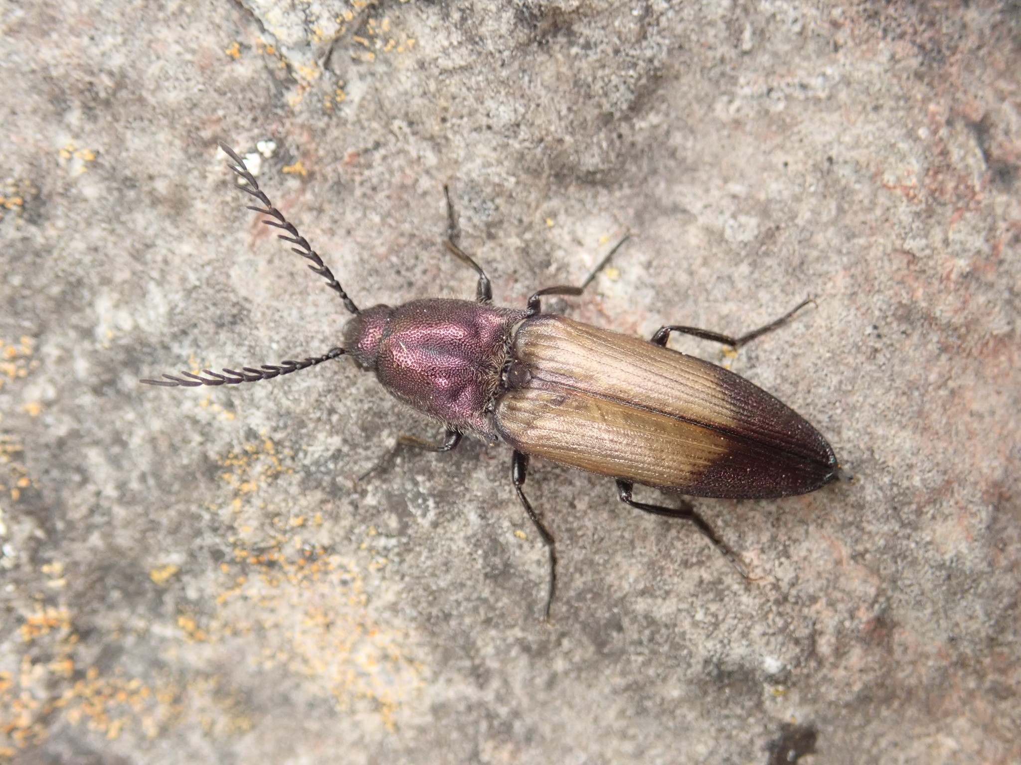 Ctenicera