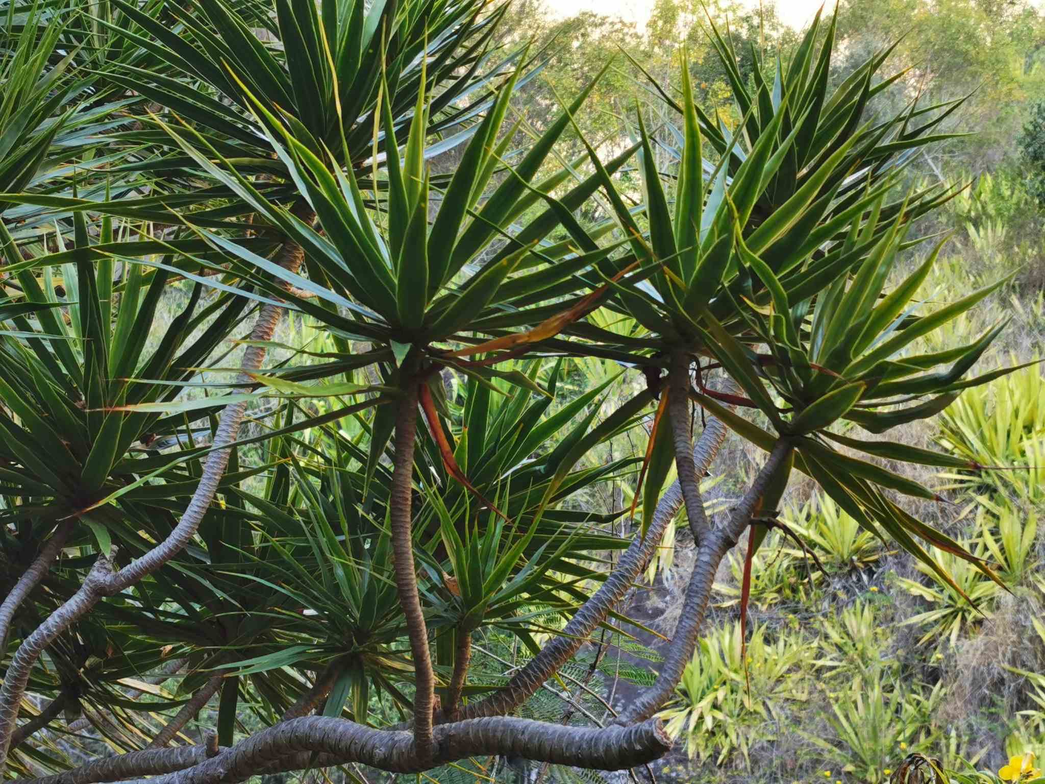 Dracaena reflexa