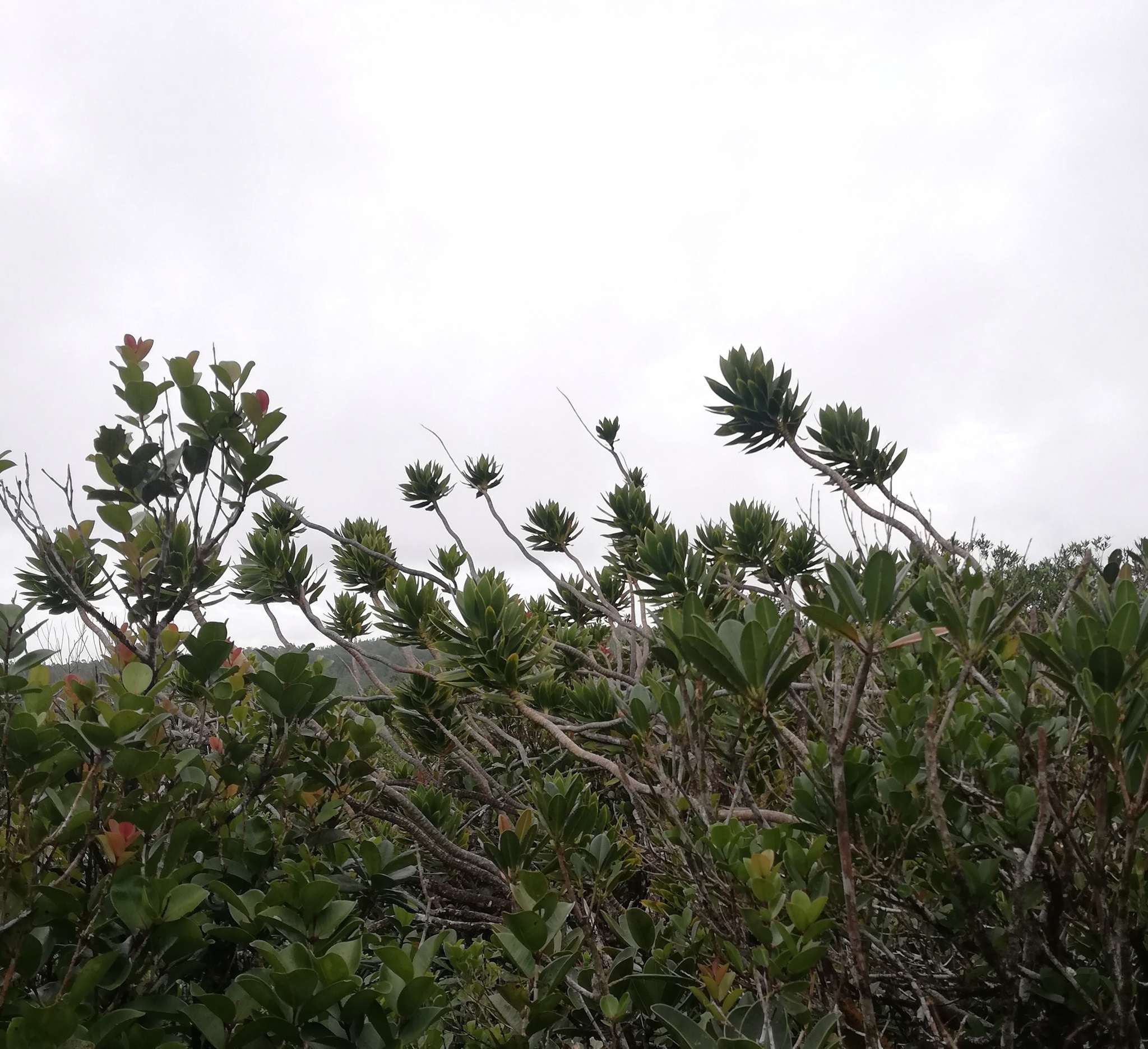 Dracaena reflexa