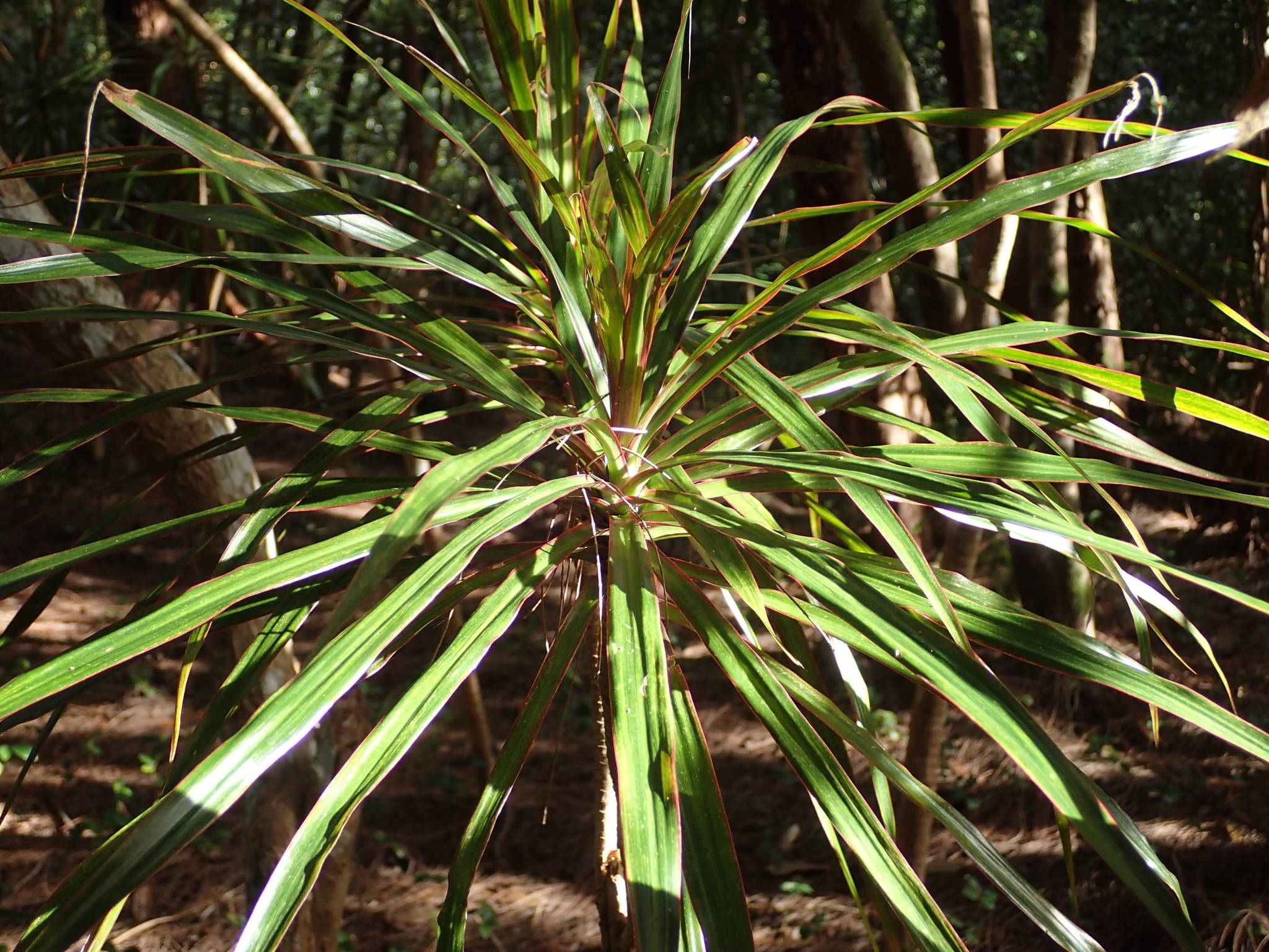Dracaena reflexa