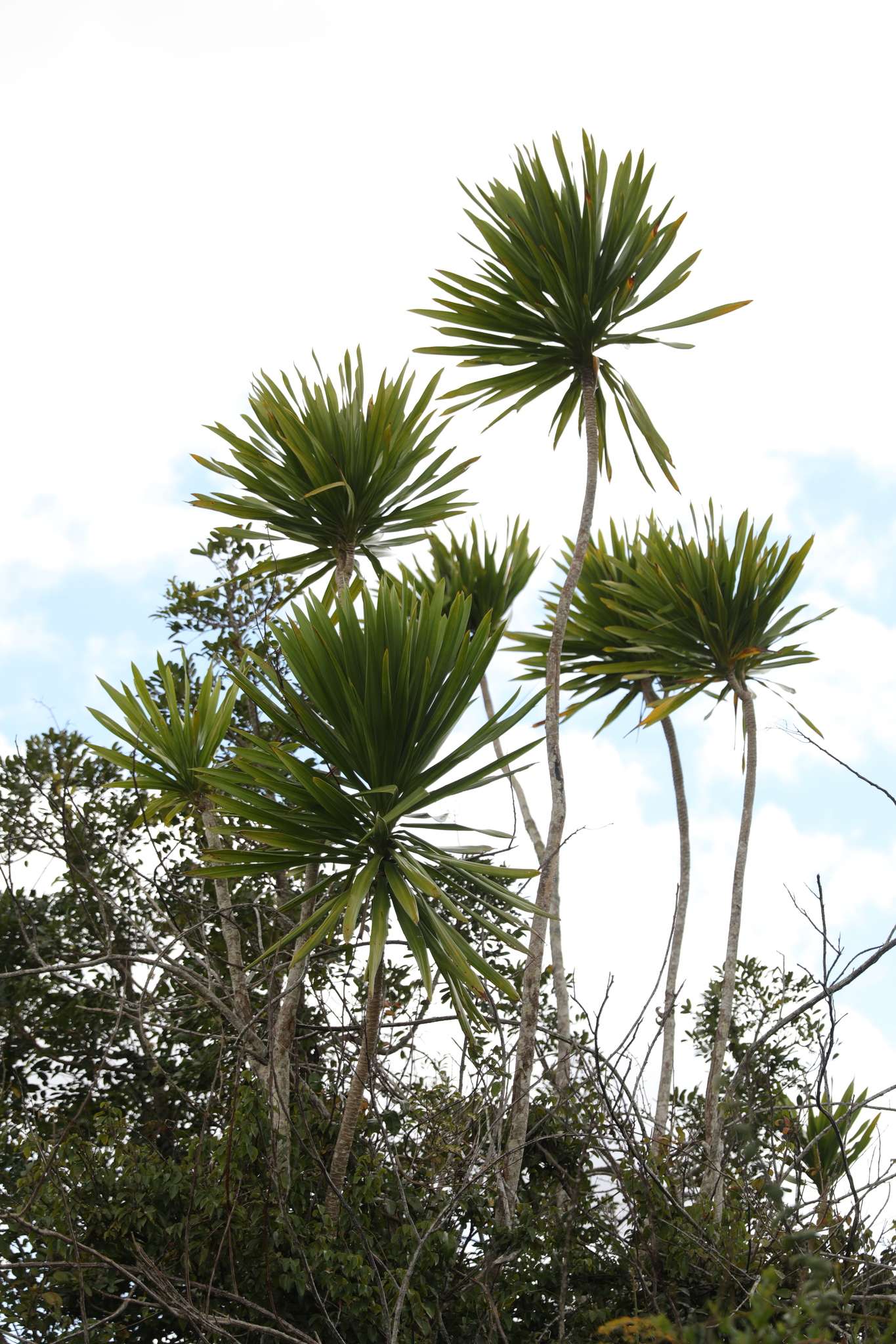 Dracaena reflexa
