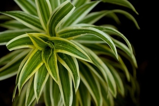 Dracaena reflexa