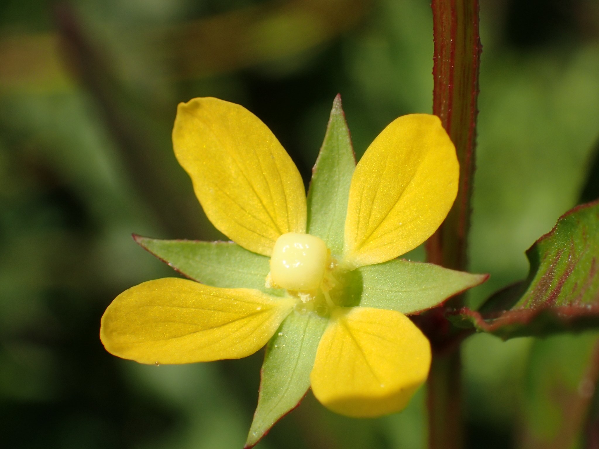 Ludwigia hyssopifolia