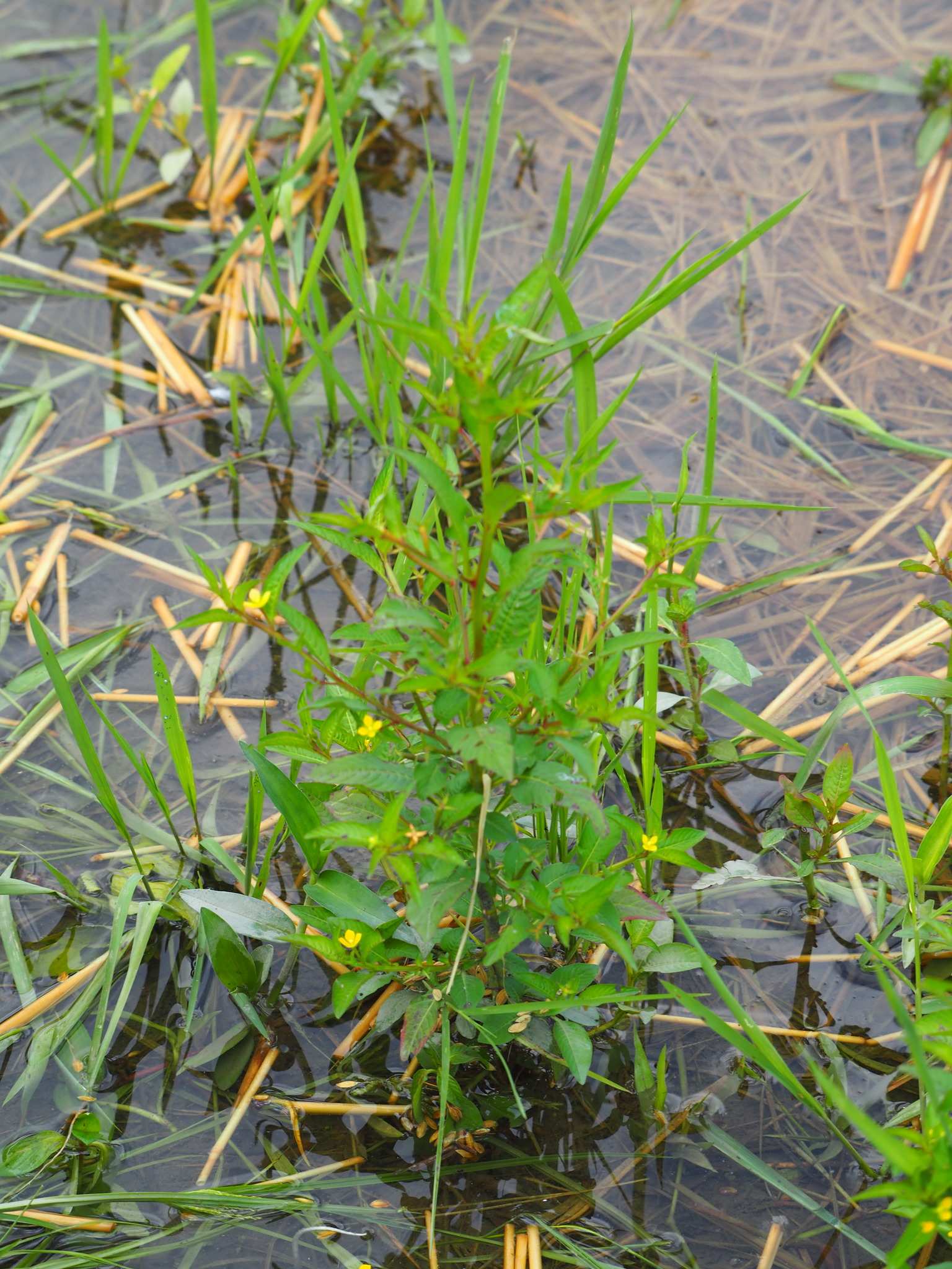 Ludwigia hyssopifolia
