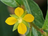 Ludwigia hyssopifolia