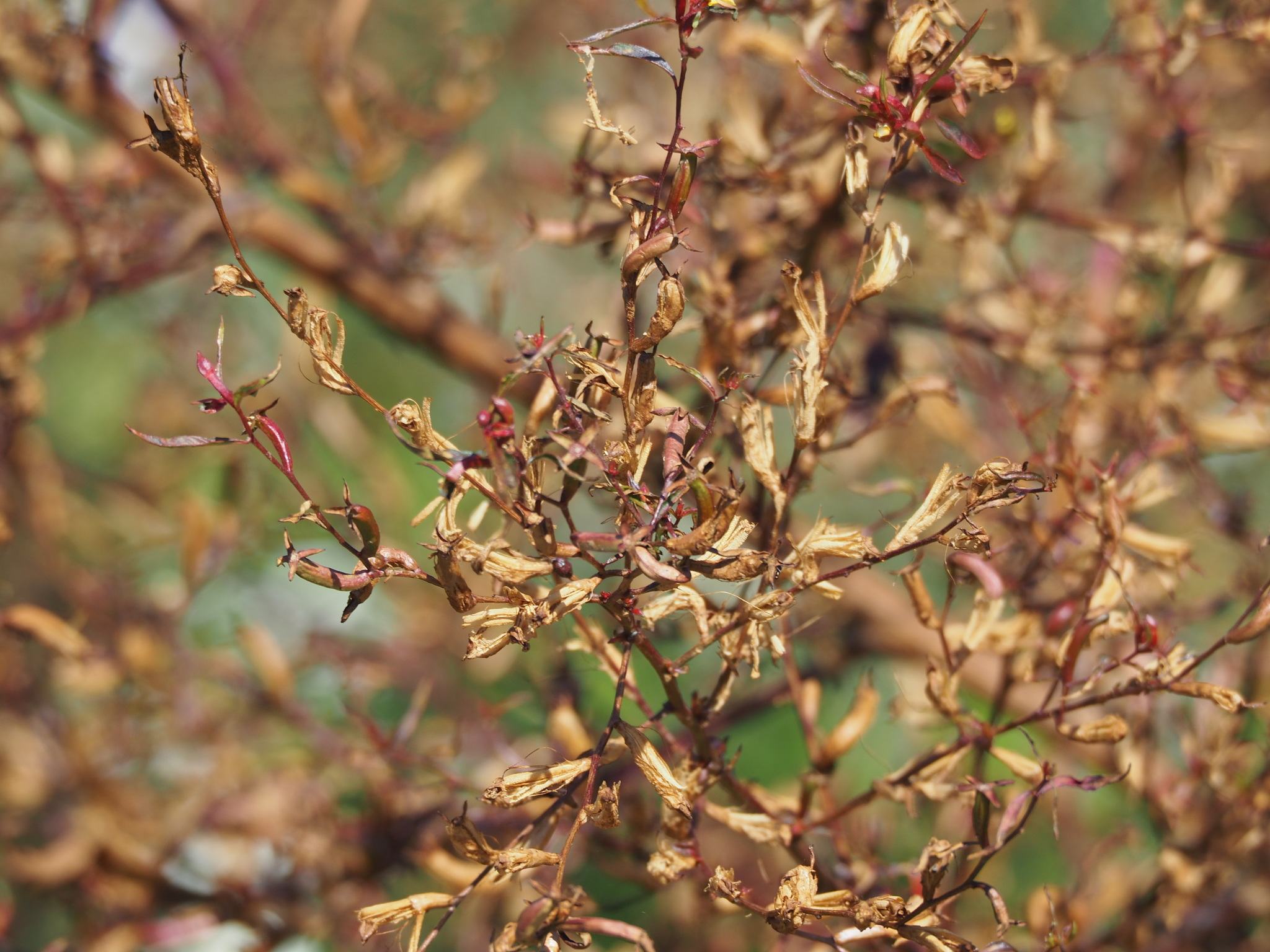 Ludwigia hyssopifolia