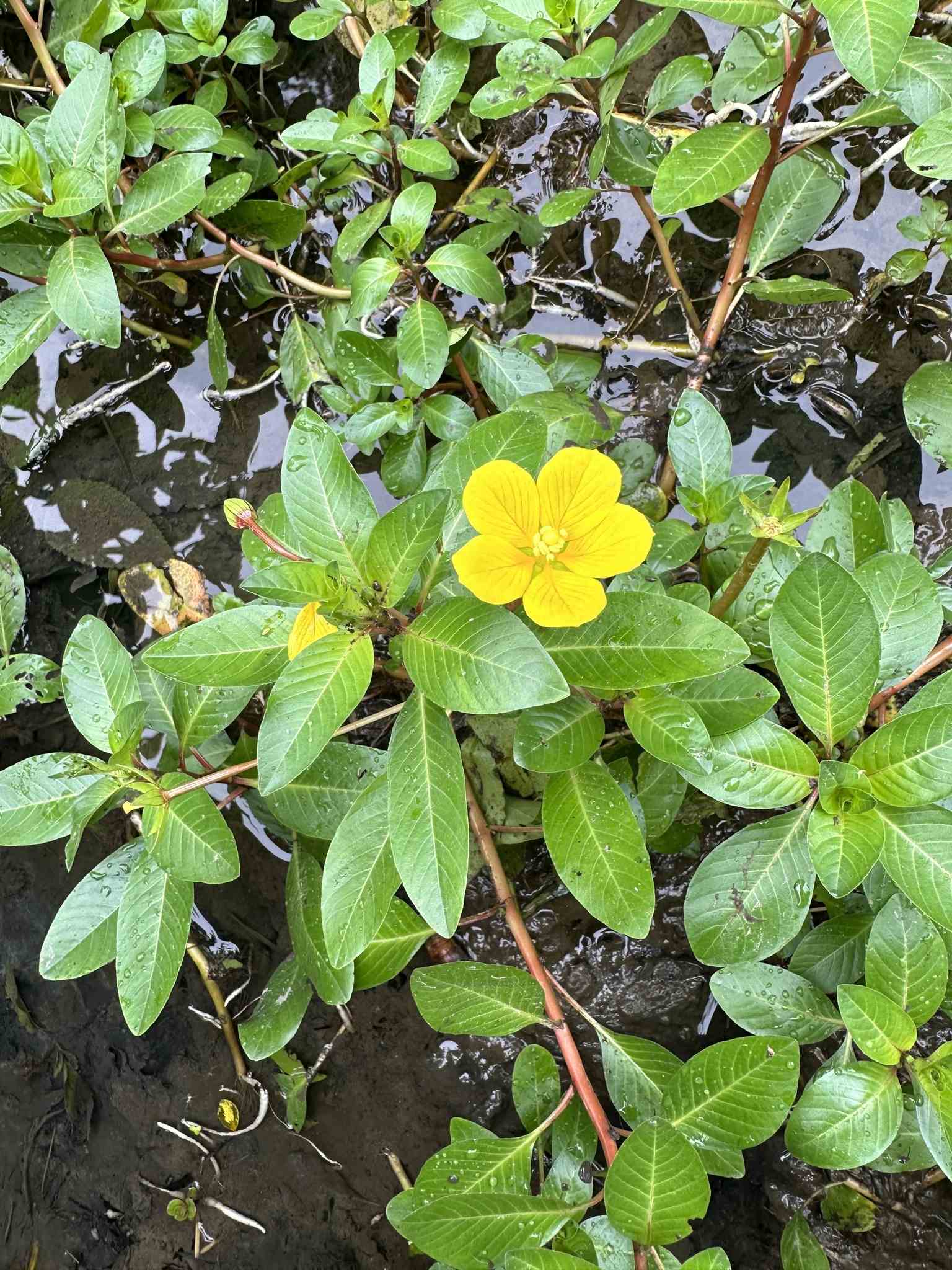 Ludwigia peploides