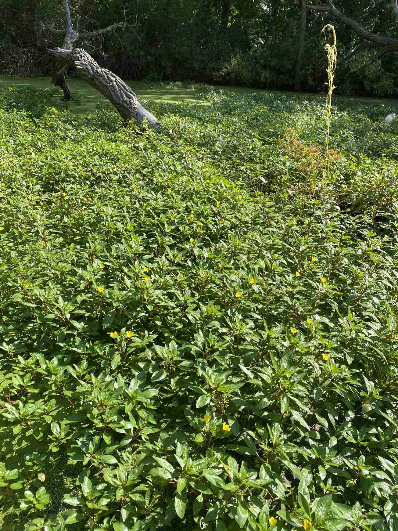 Ludwigia peploides