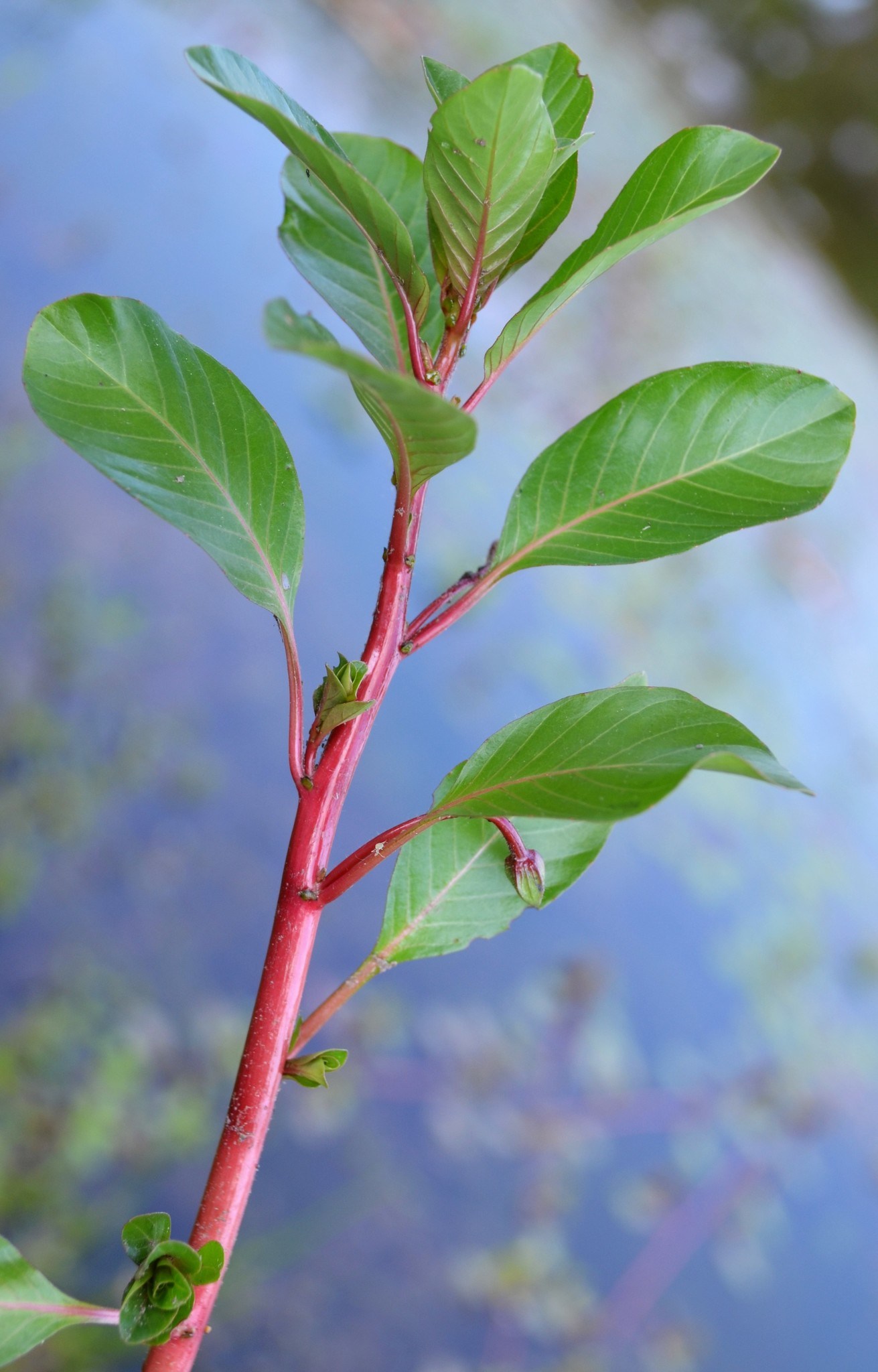 Ludwigia peploides