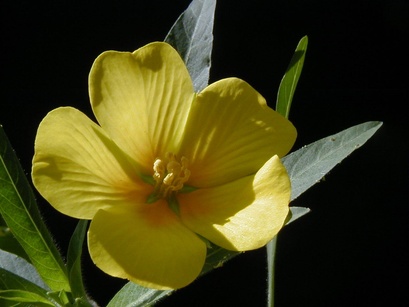 Ludwigia peploides